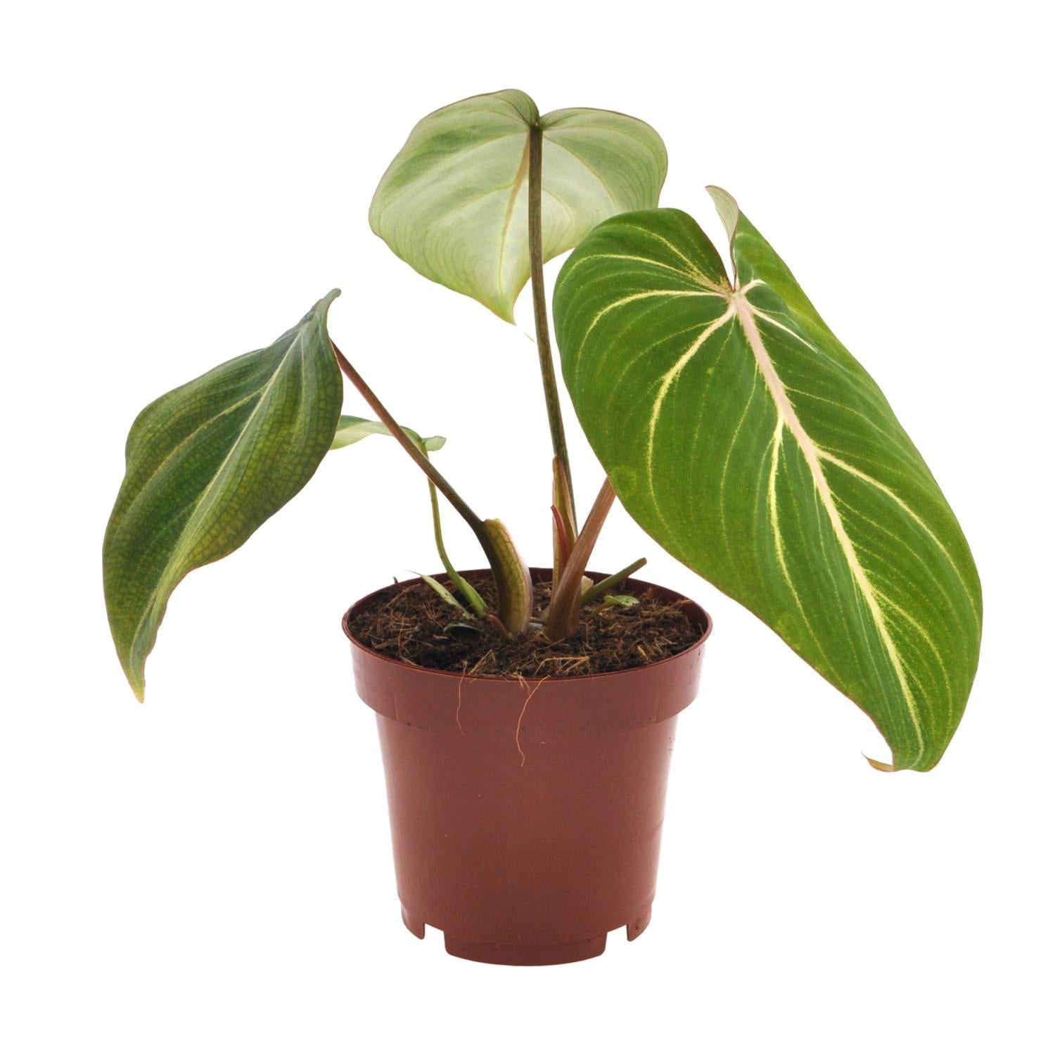 Philodendron Selloum Atoom - Ø12cm - ↕25cm