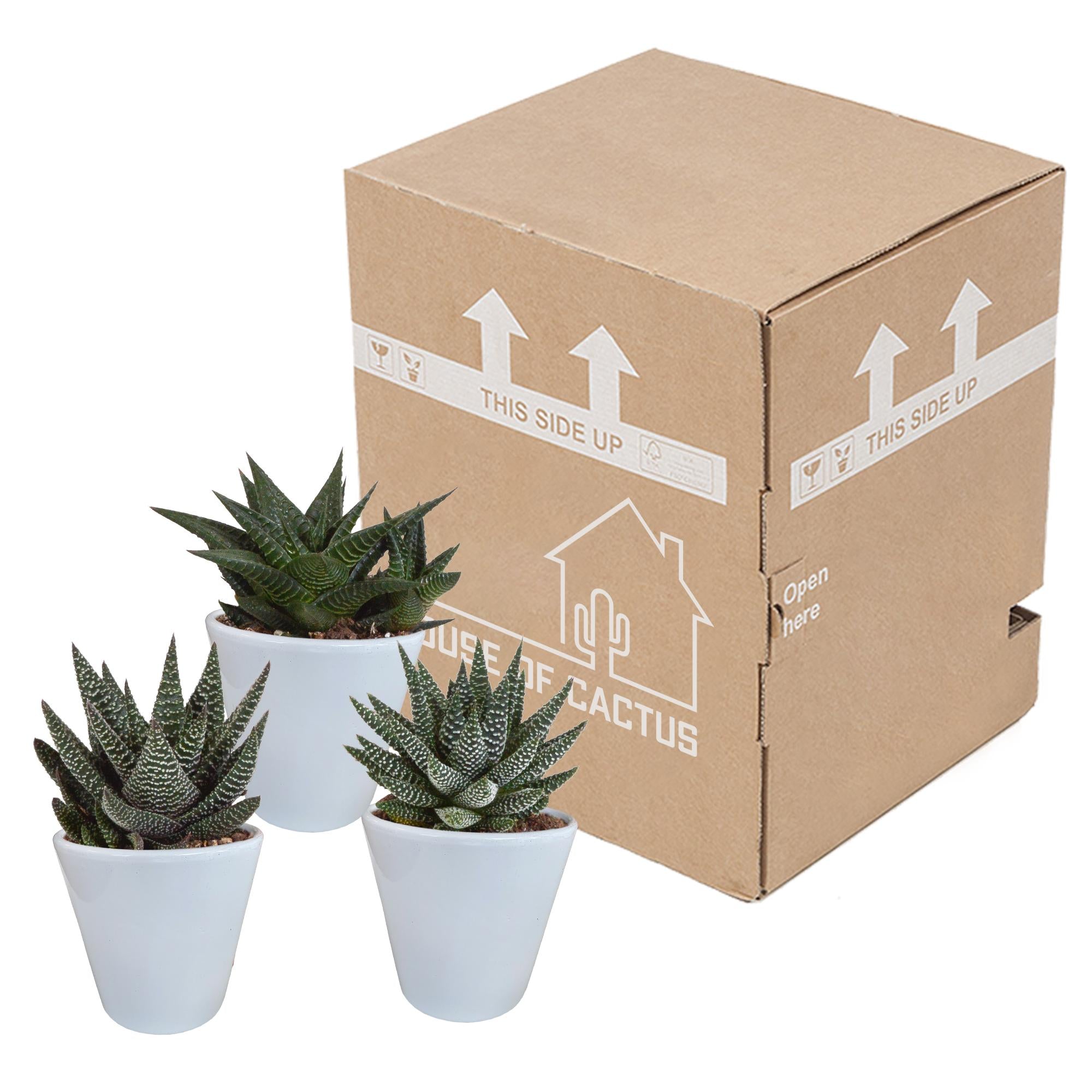 Gasteria/Haworthia mix 8,5cm - 3x - in witte pot