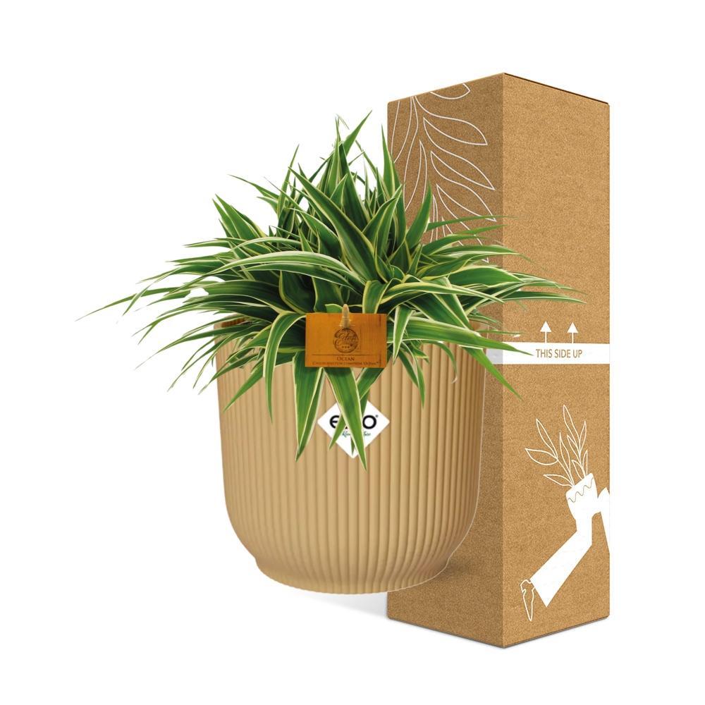 Chlorophytum Ocean 15cm in ELHO Vibes Fold 16cm rond geel