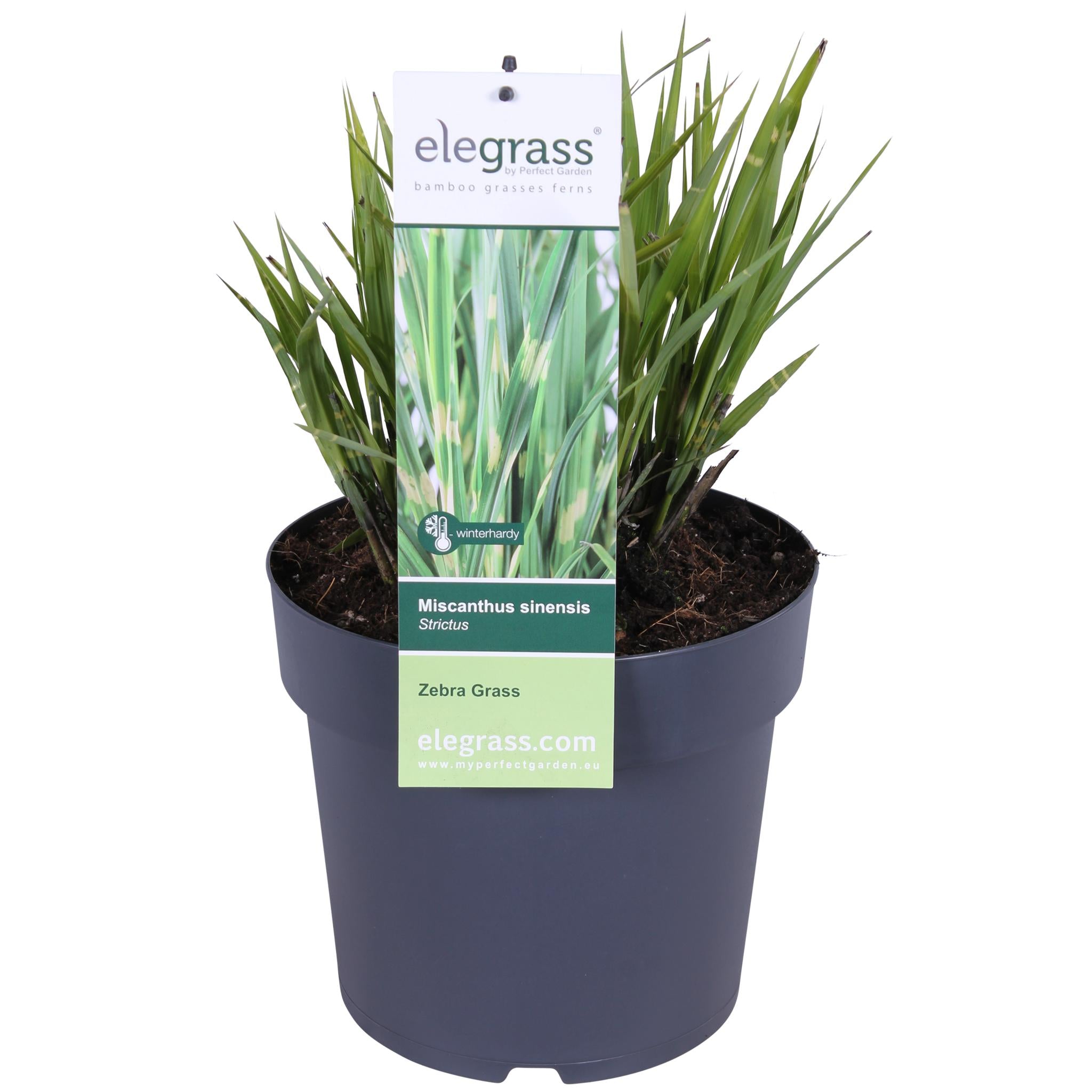 Miscanthus sinensis Strictus - Ø23 - ?60cm