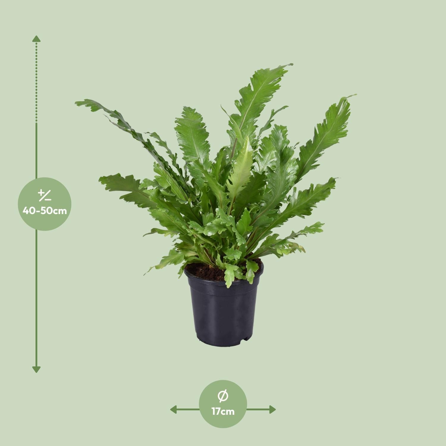 Asplenium Nidus - Ø17cm - ↕45cm