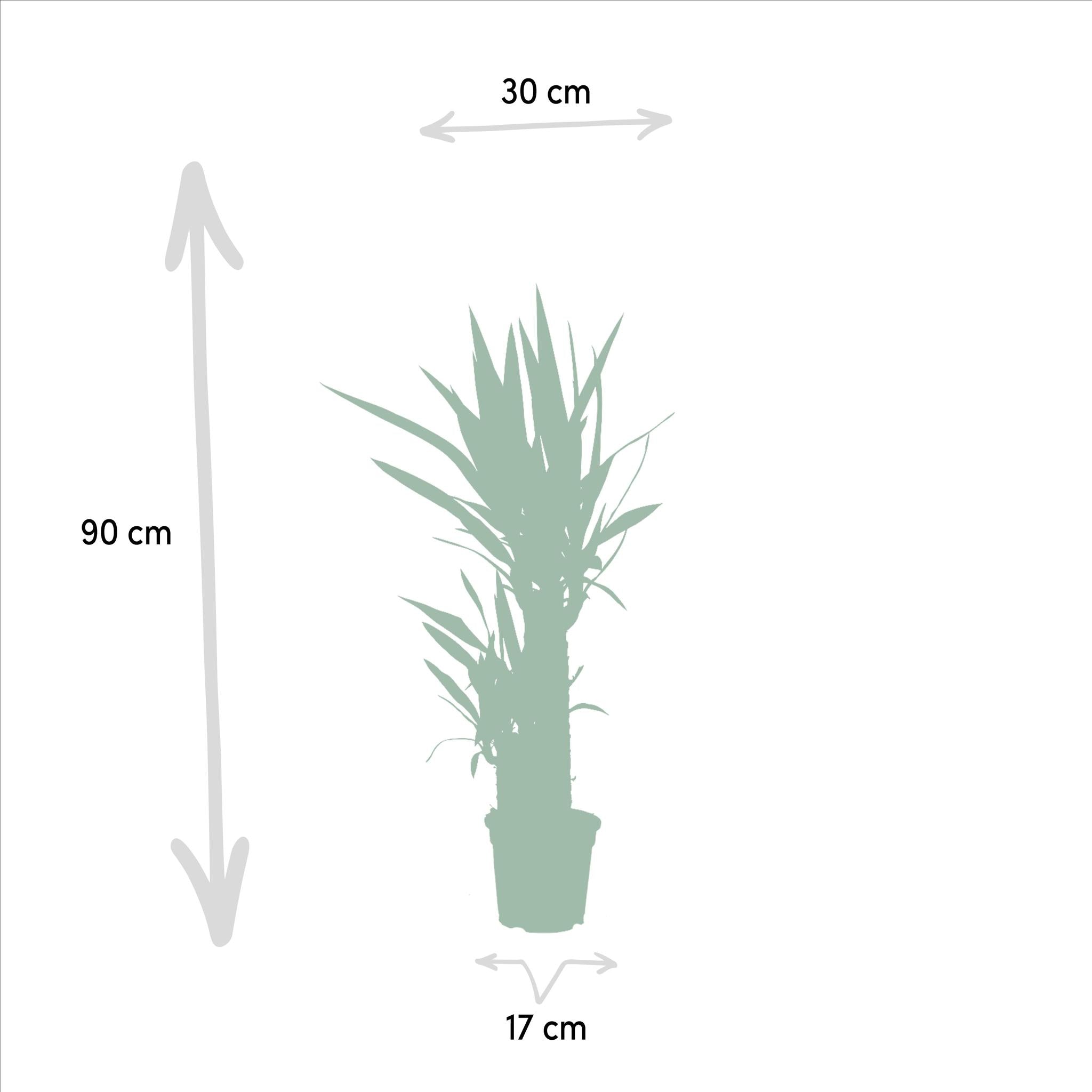 Yucca-Ø17cm - ↕90cm