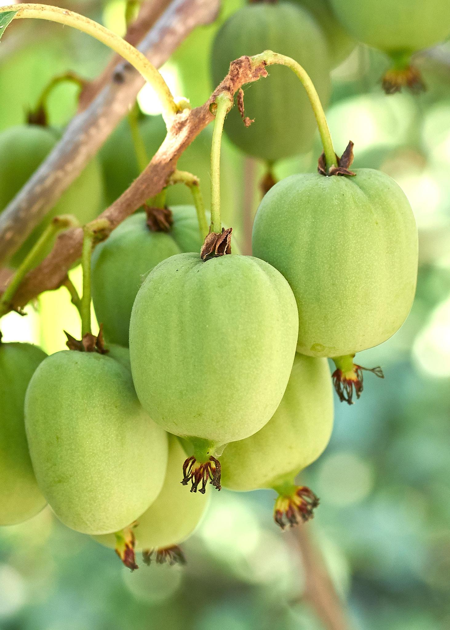 Actinidia arguta 'Issai' - Kiwis