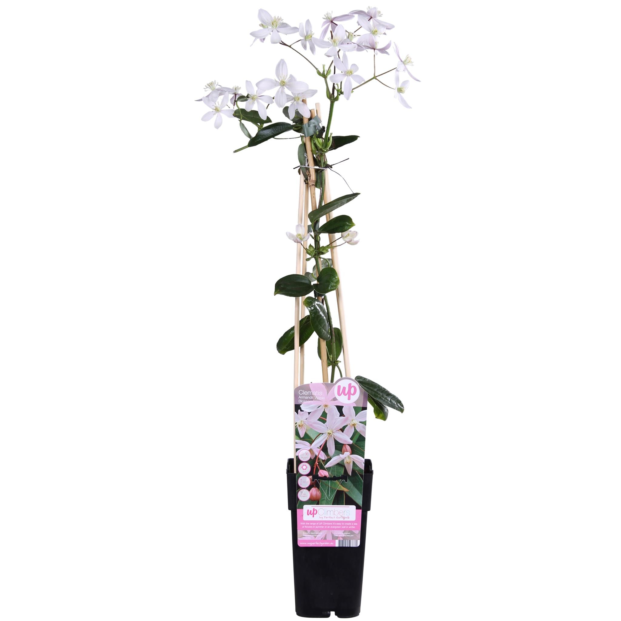 Clematis armandii Appelbloesem - Groenblijvende Clematis Lichtroze