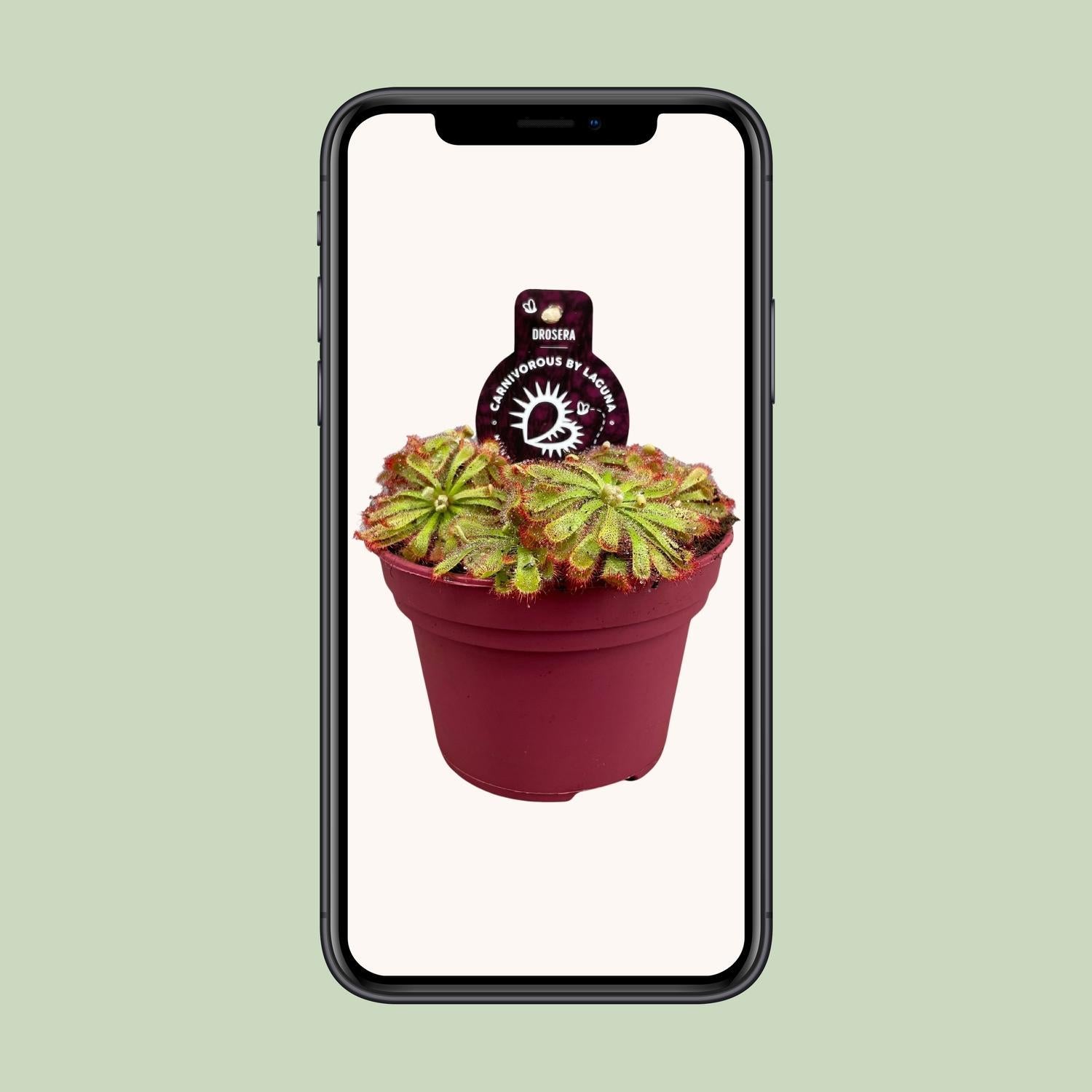 Drosera Aliciae - Ø12cm - ↕12cm