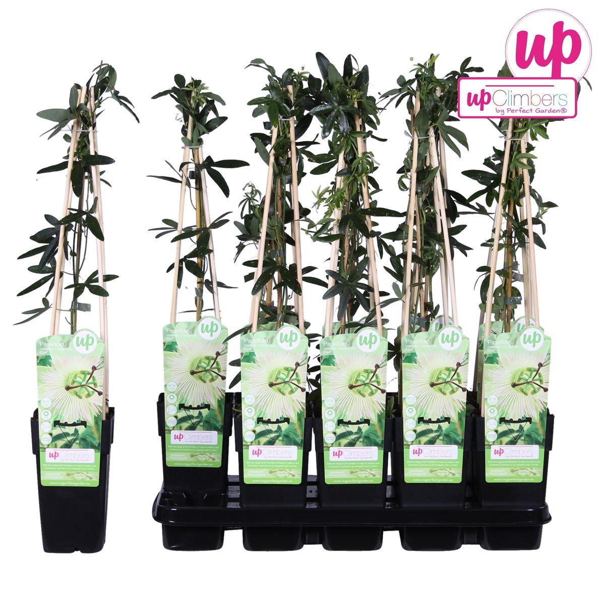 Passiflora caerulea 'Constance Elliot' - Passiebloem Wit