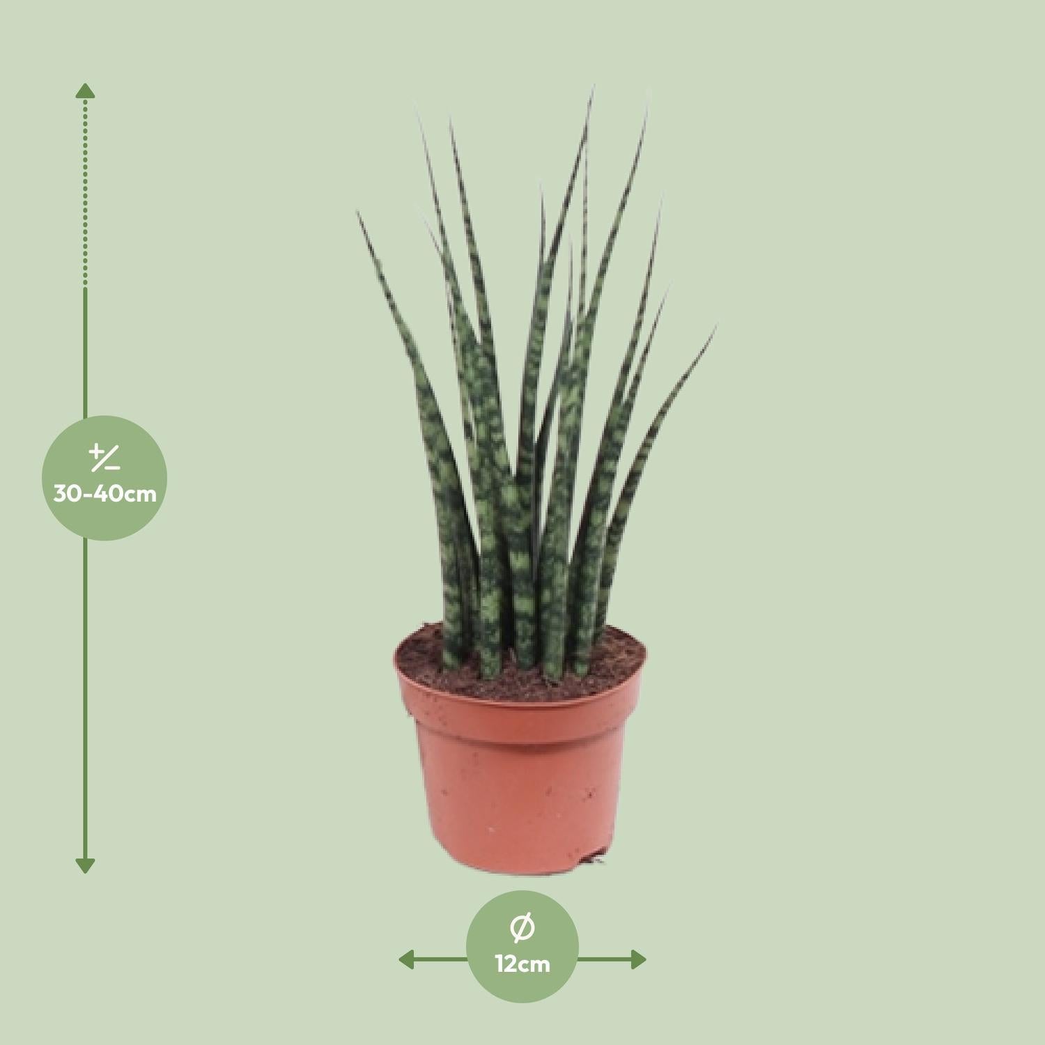 Sansevieria Varenhout Mikado - Ø12cm - ↕40cm