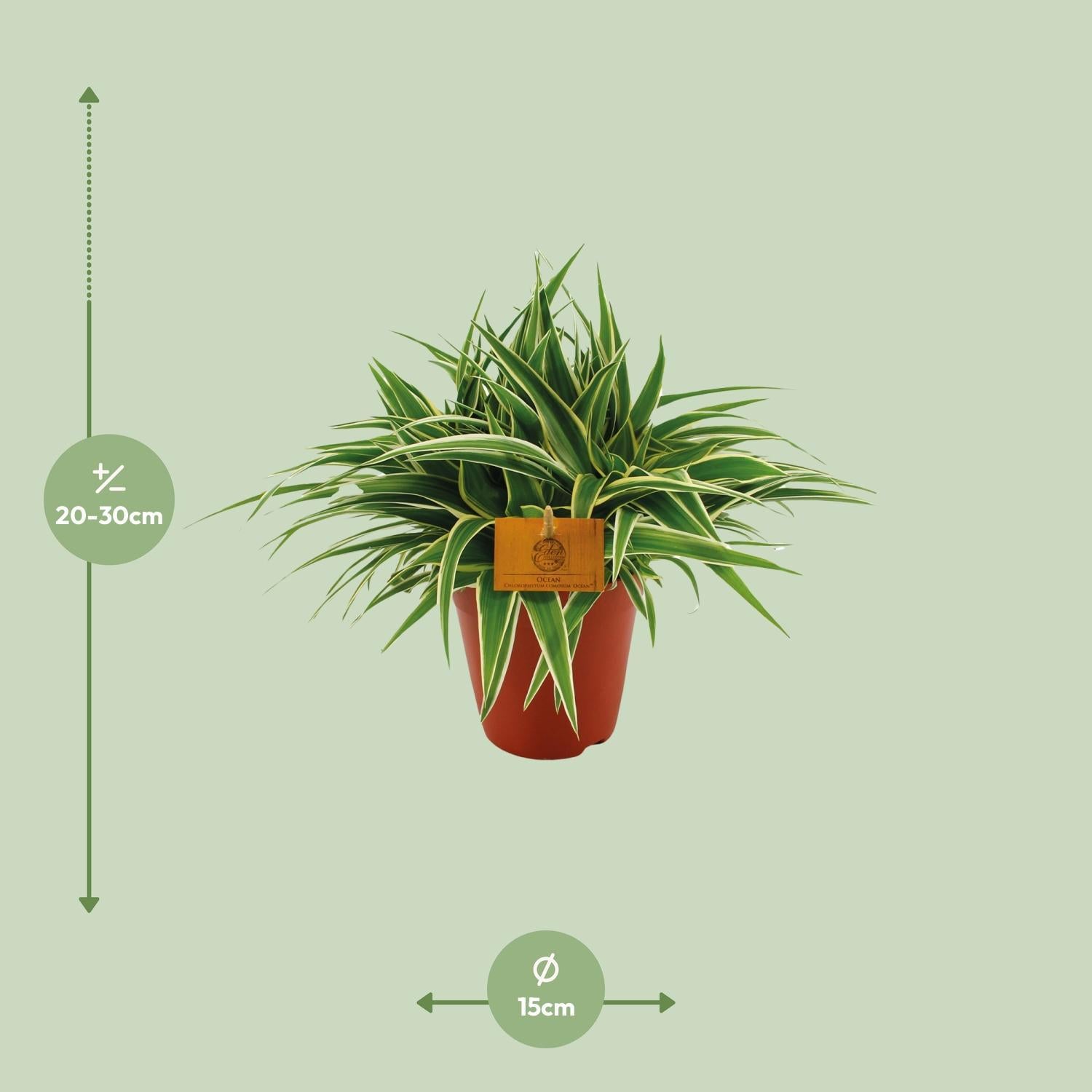 Chlorophytum Oceaan - Ø15cm - ↕25cm