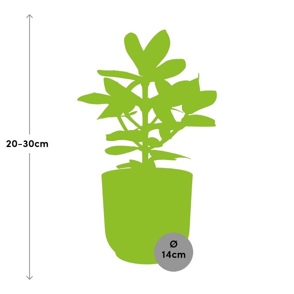 Clusia Princess im ELHO Vibes Fold 14cm gelb