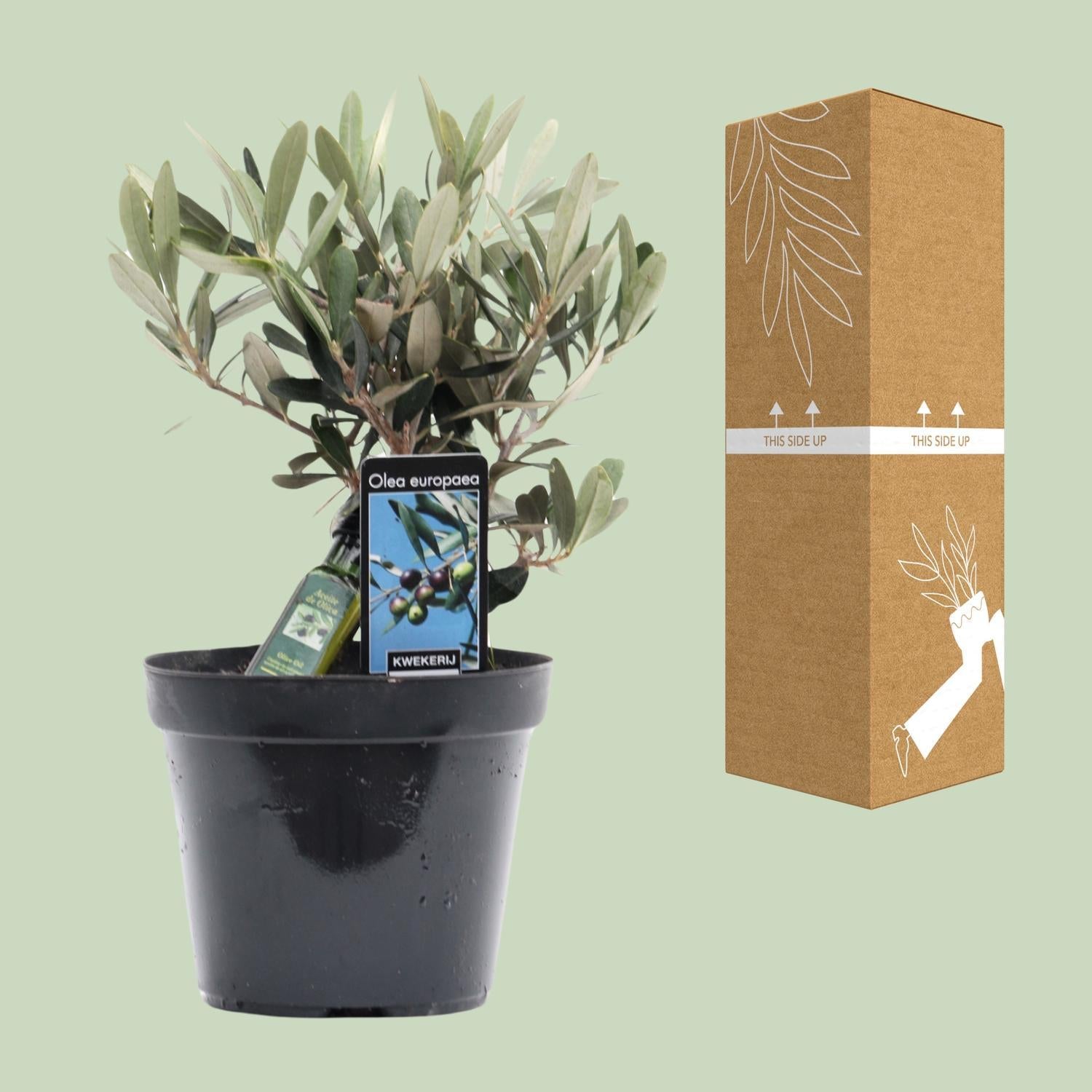 Olea Öl - Ø13cm - ↕25cm