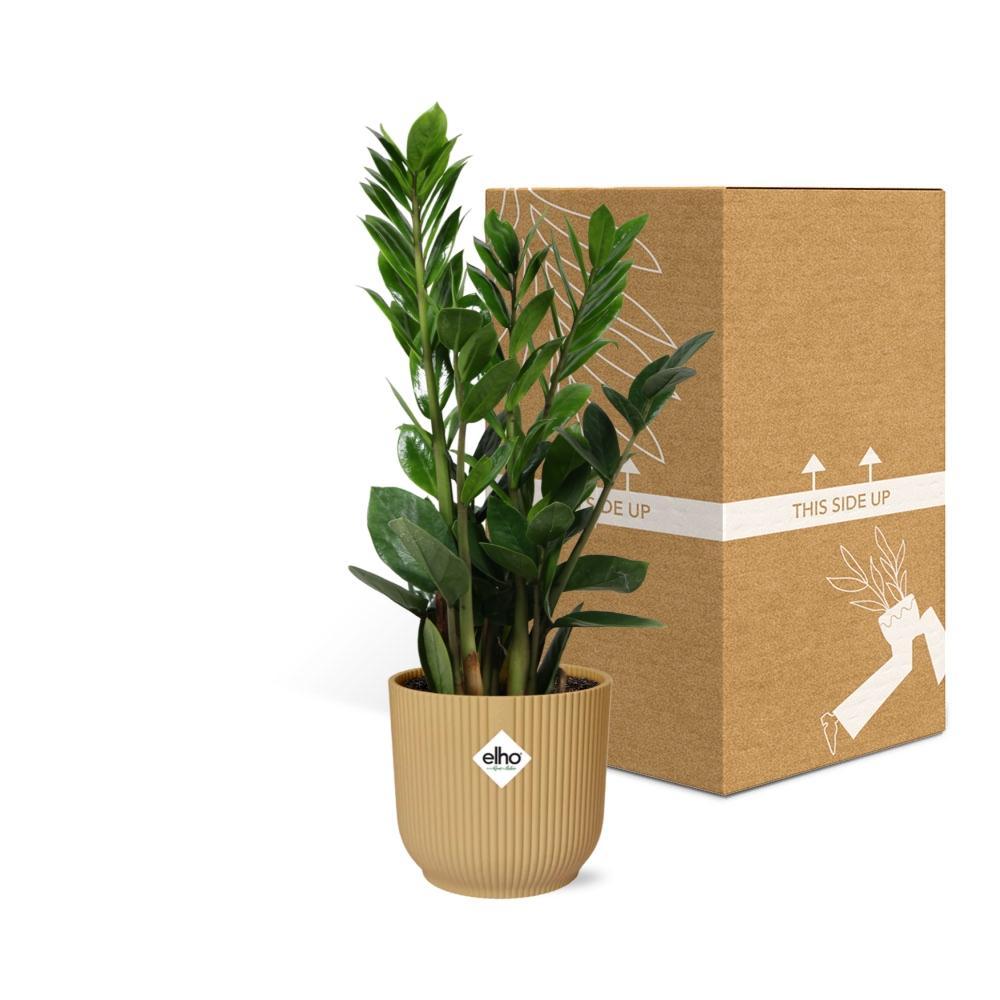 Zamioculcas – Hoogte 45-50 in ELHO Vibes Fold 14cm gelb