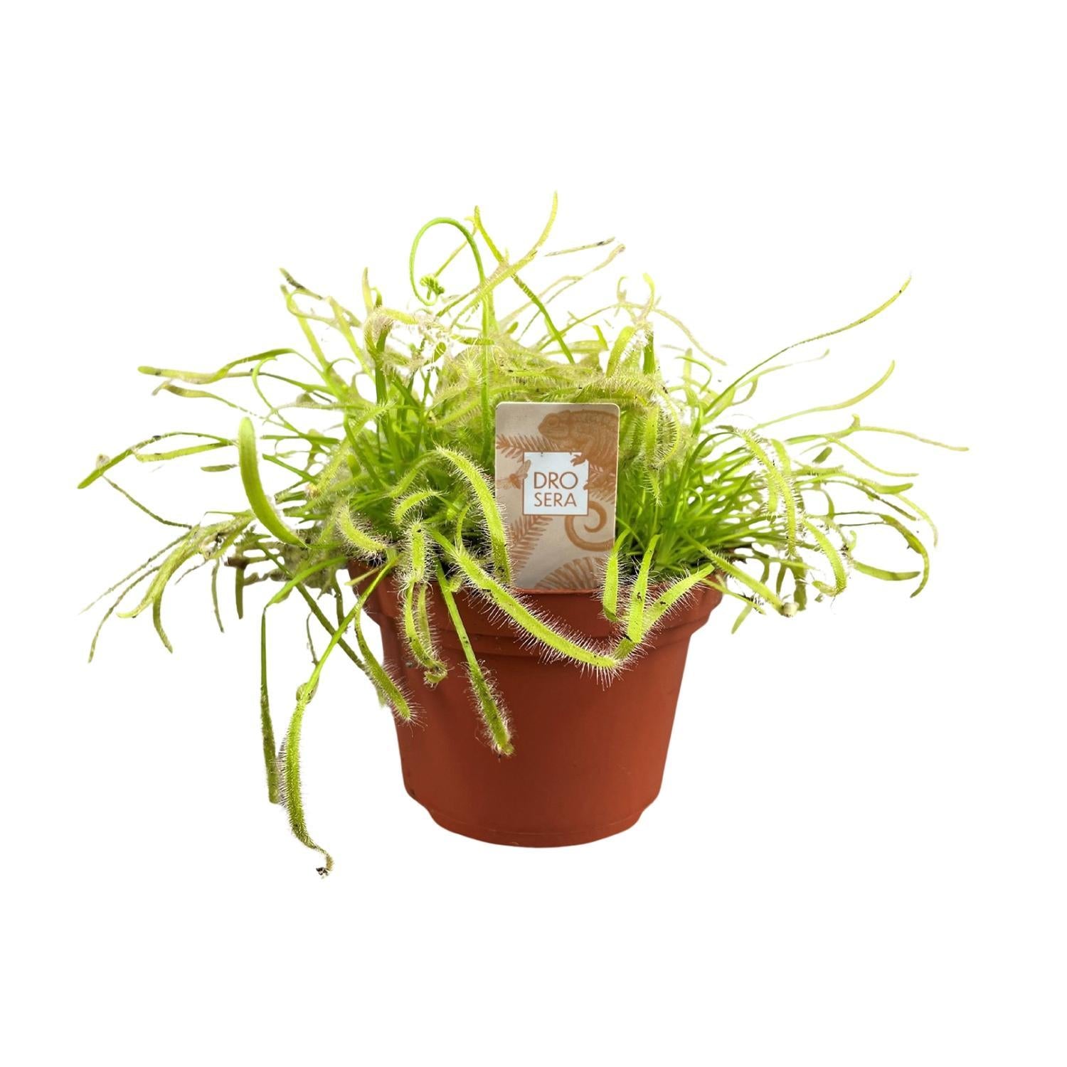 Drosera Capensis - Ø12cm - ↕17cm