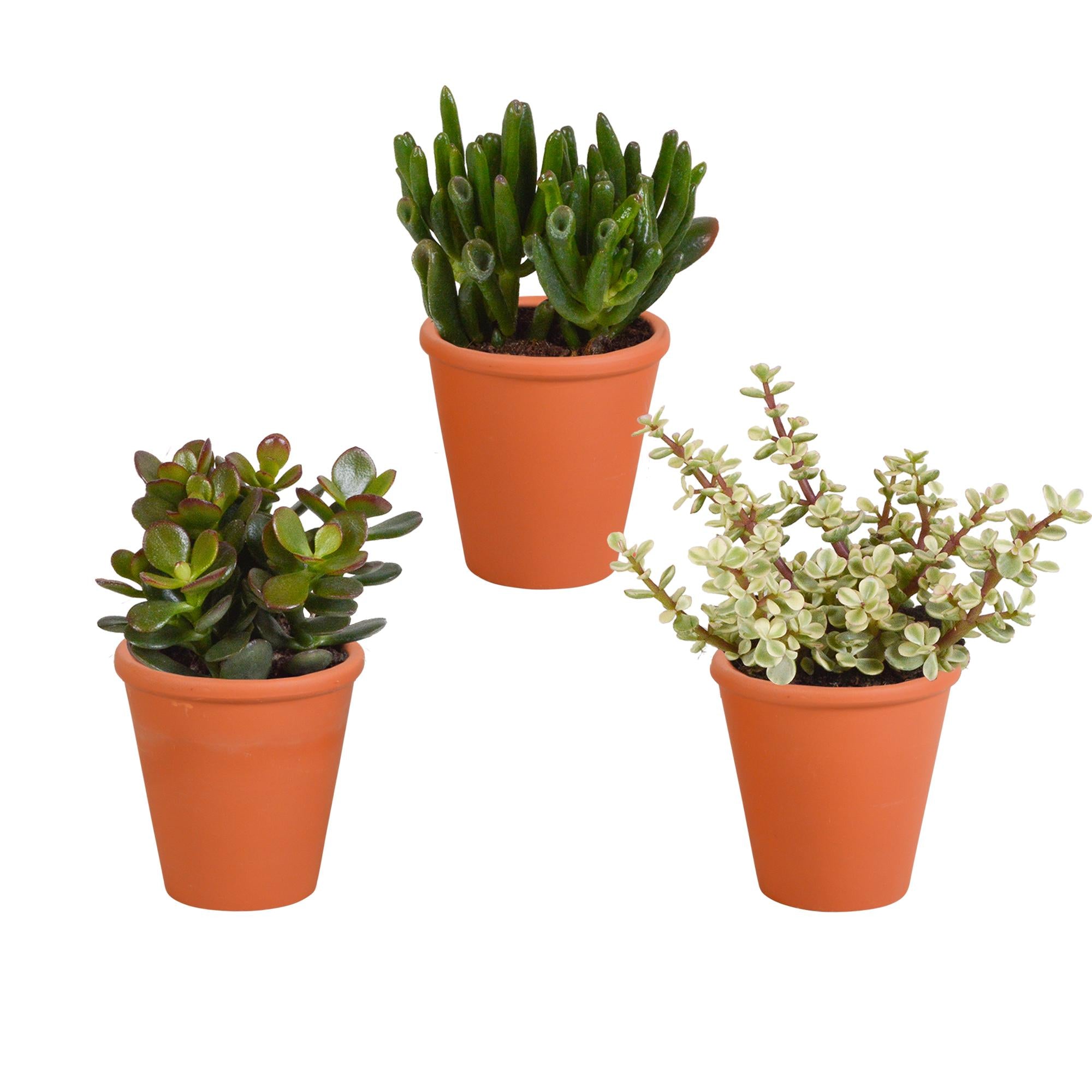 Crassula mix 8.5 cm - 3x - in terracotta pot