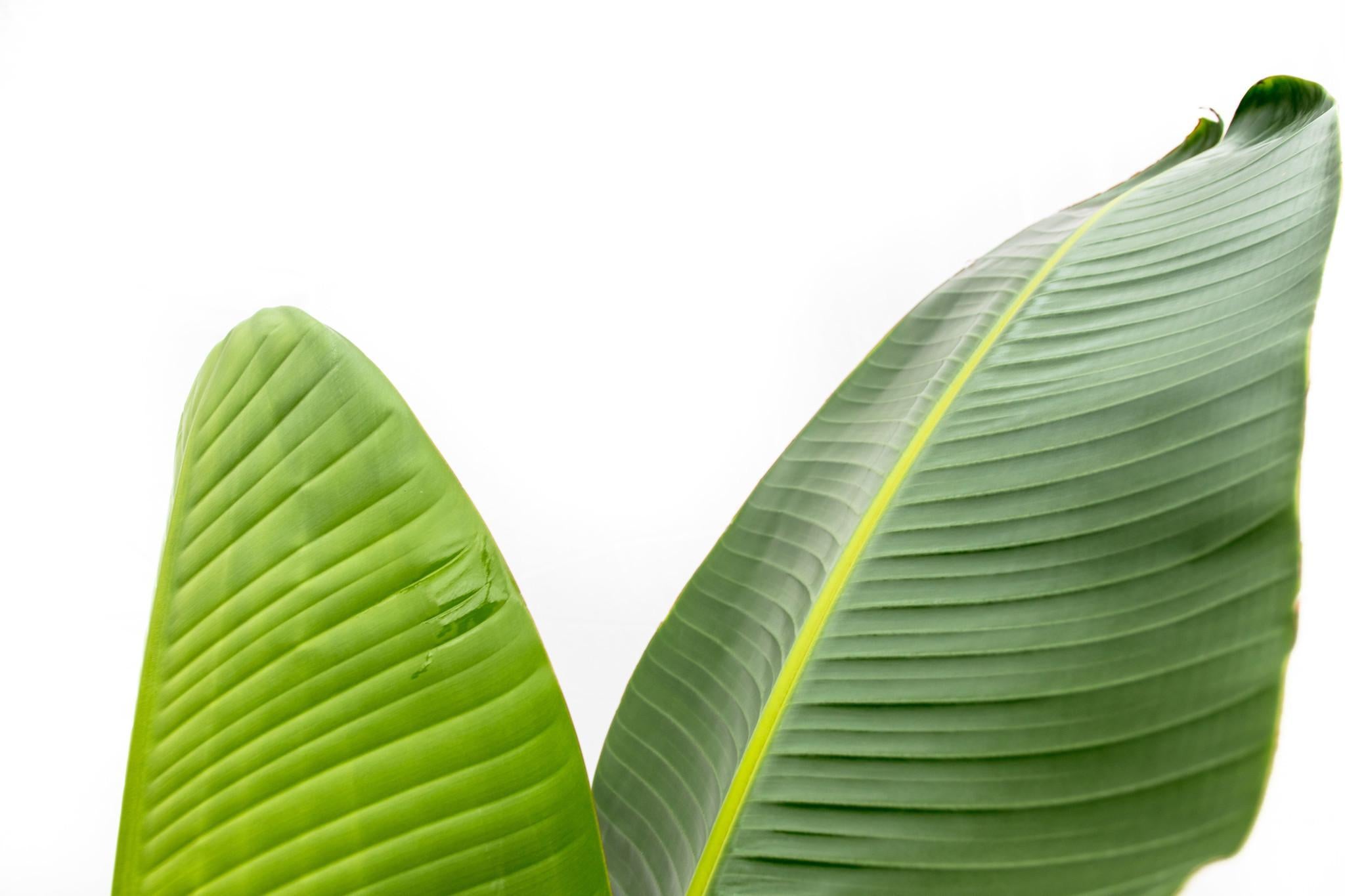 Strelitzia Augusta - 210cm - ?30