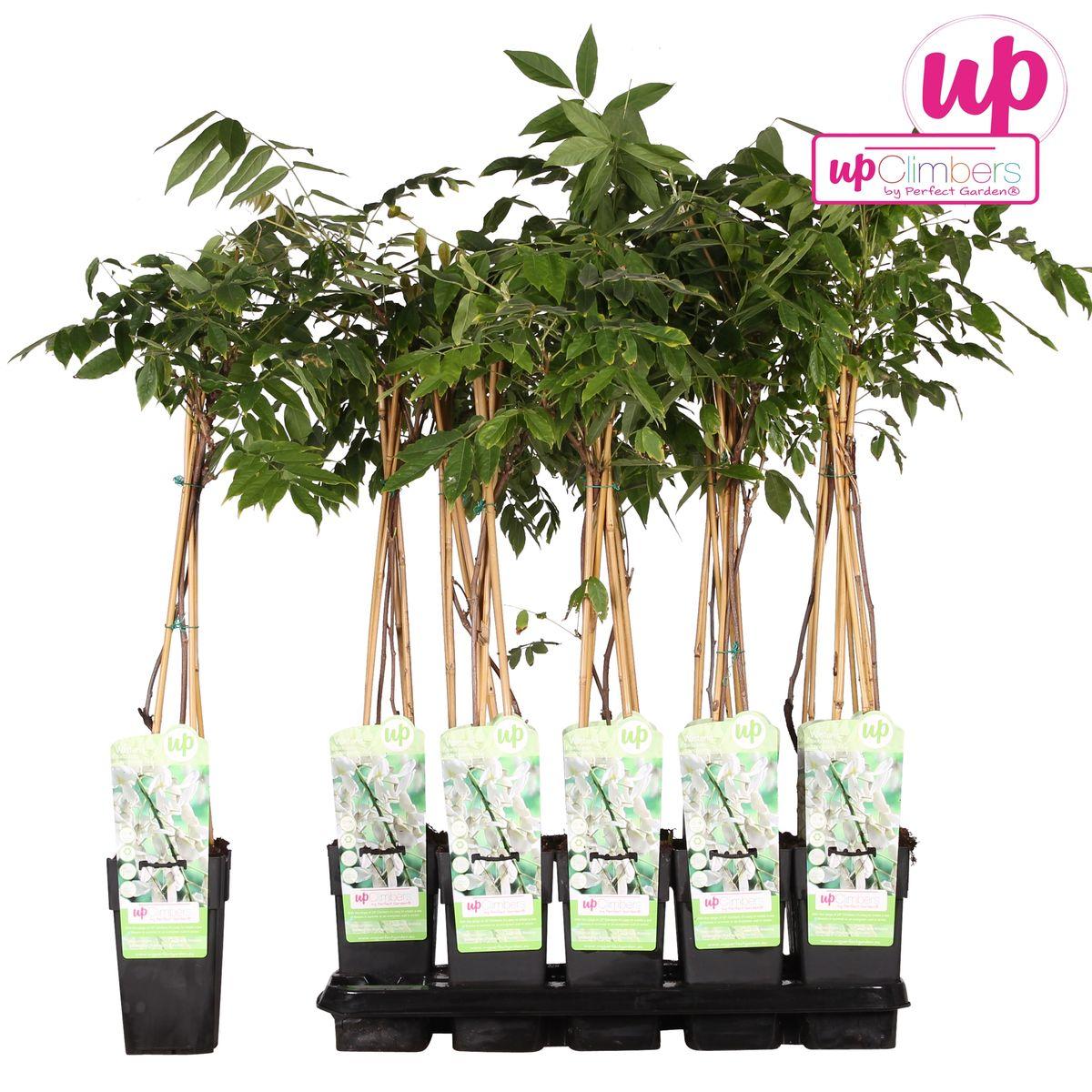 Wisteria floribunda Alba- Witte regen