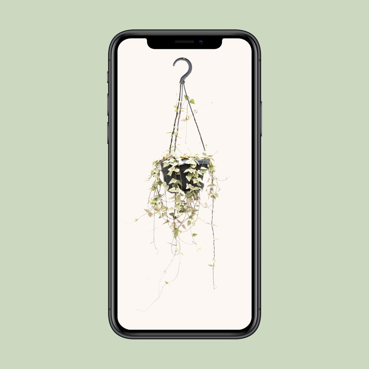 Ceropegia Woodii Merel - Ø14cm - ↕50cm