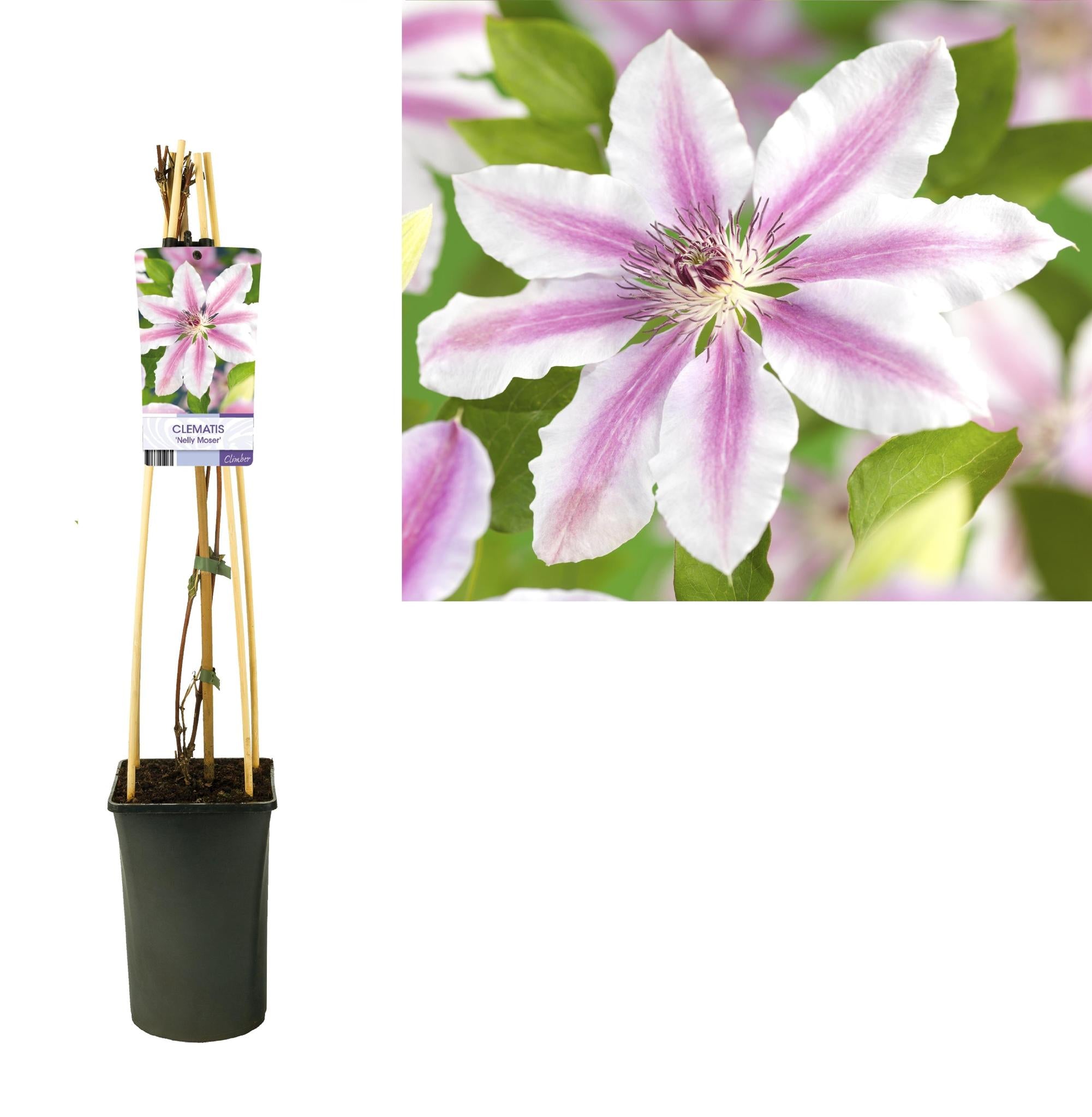Clematis 'Nelly Moser' +licht Label - Ø17cm - ↕75cm