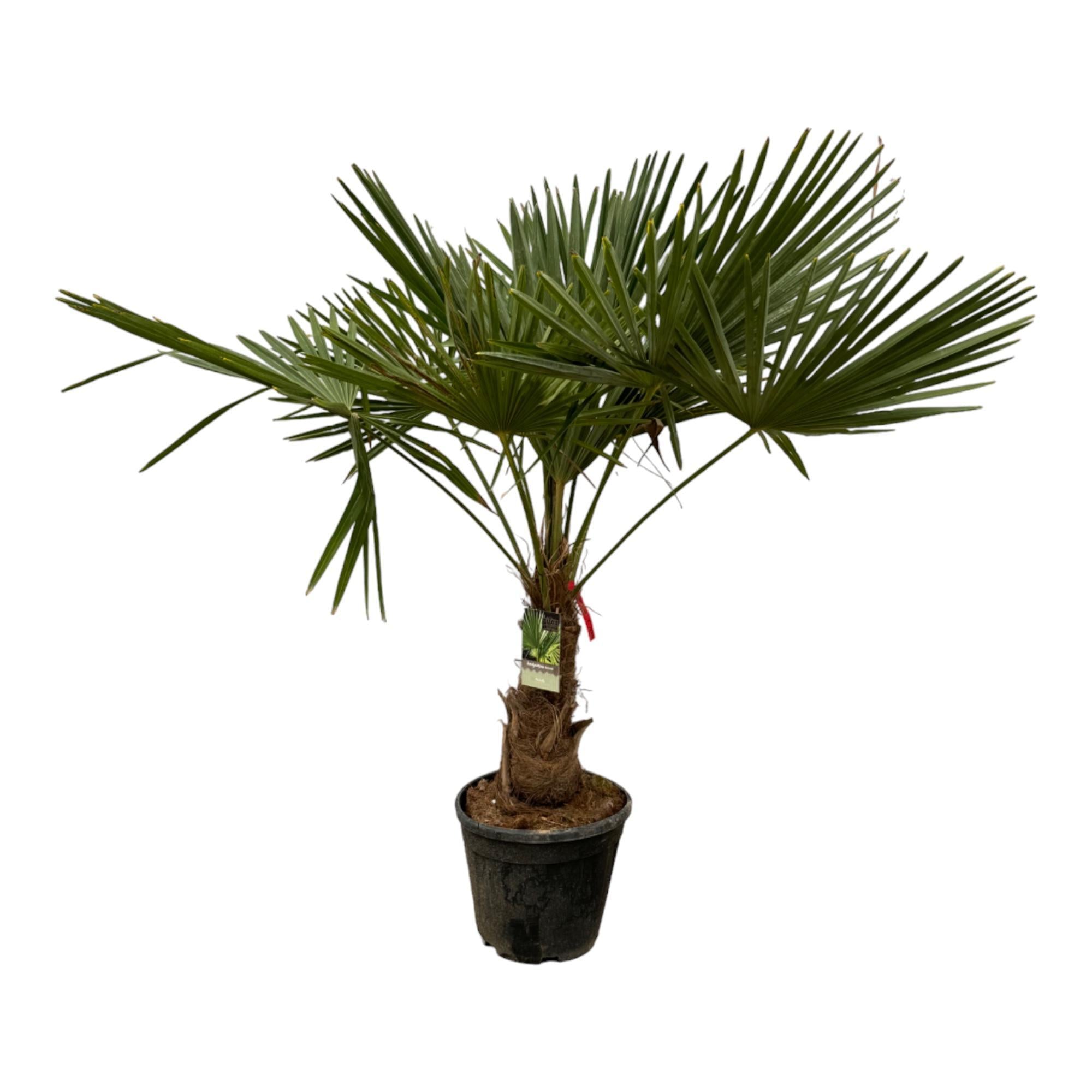 Trachycarpus Fortuneii - 200 cm - Ø30 cm