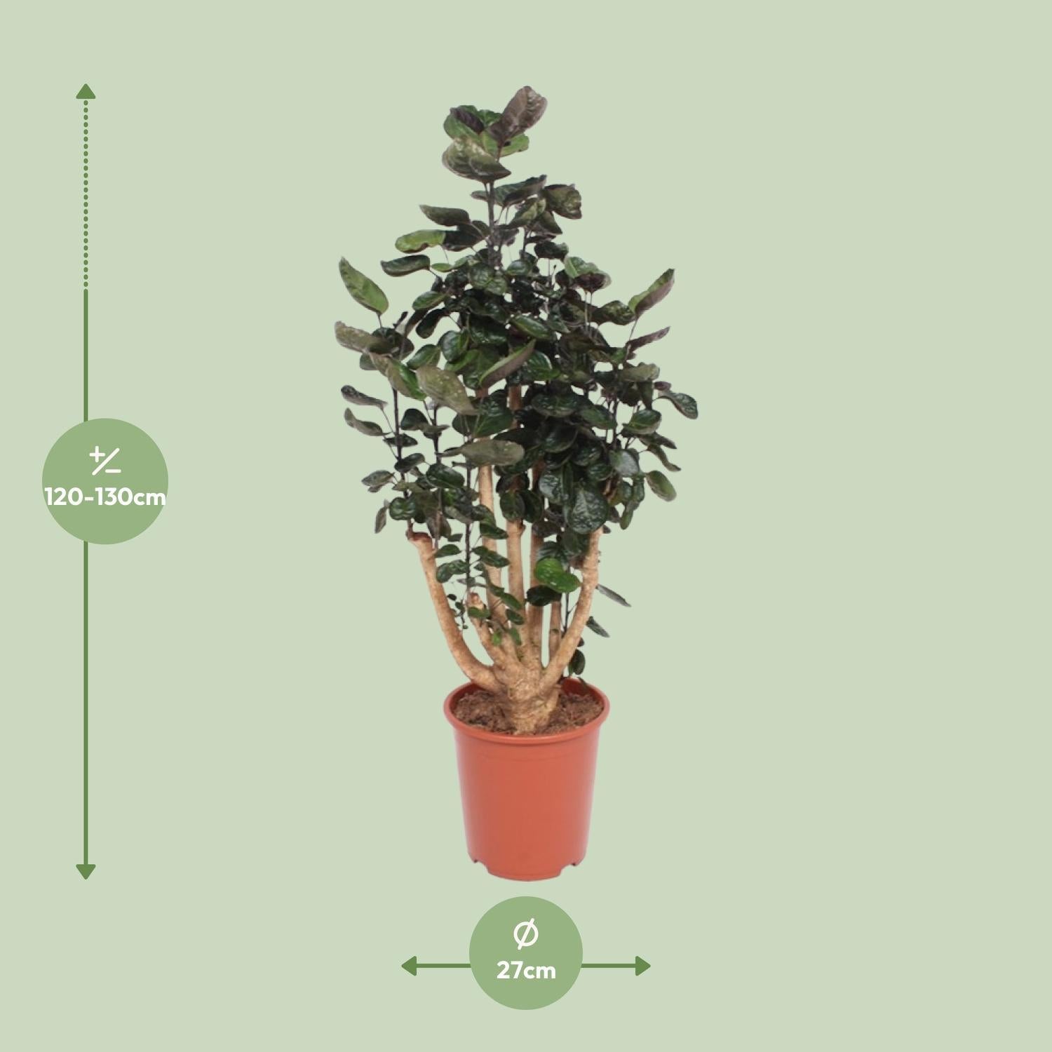 Polyscias Fabian - Ø27cm - ↕130cm
