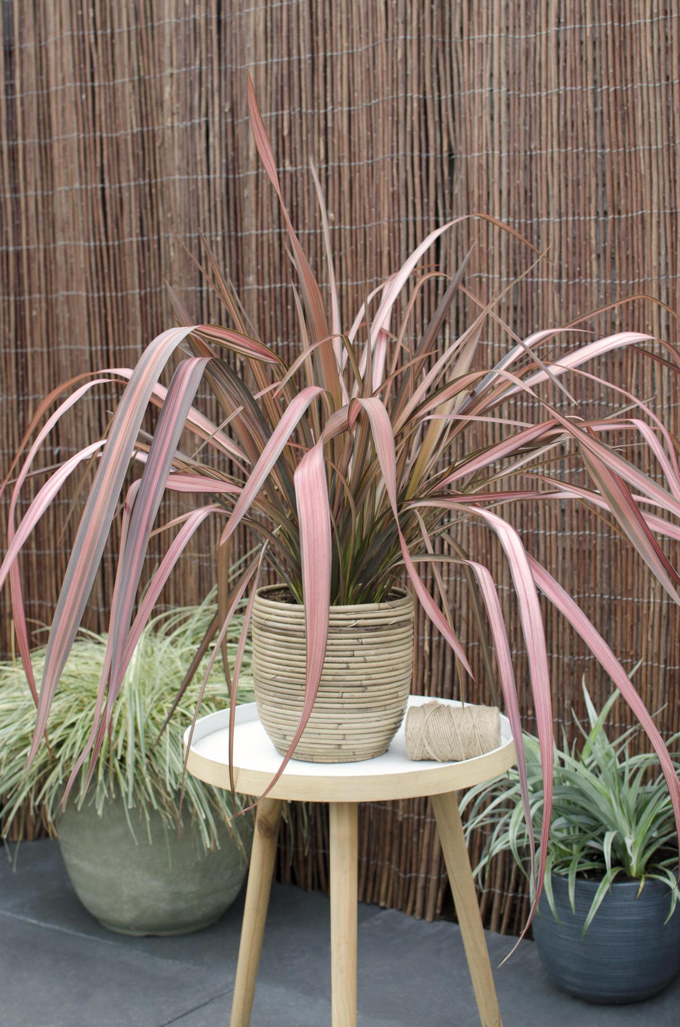 Phormium 'Roze Flamingo' - ?50cm - Ø14