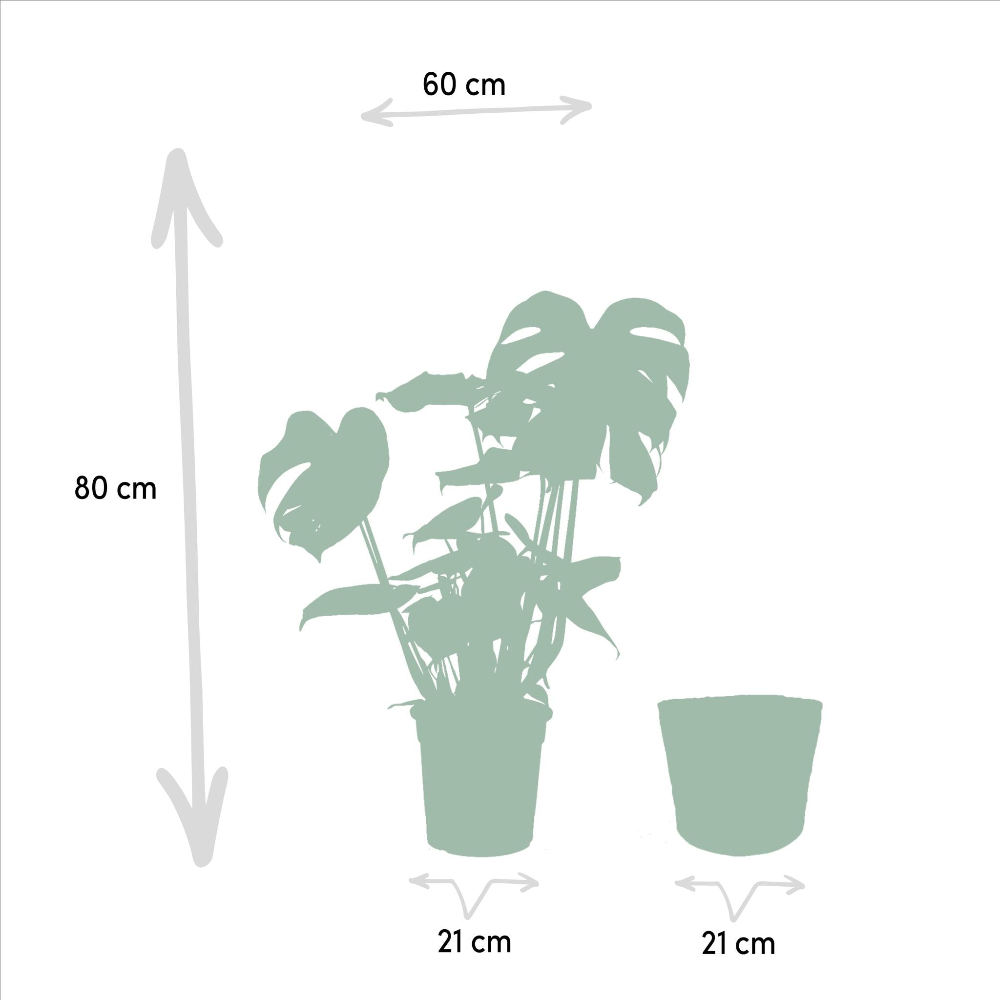 Monstera Deliciosa - ?80cm - Ø21cm + Mand Selin