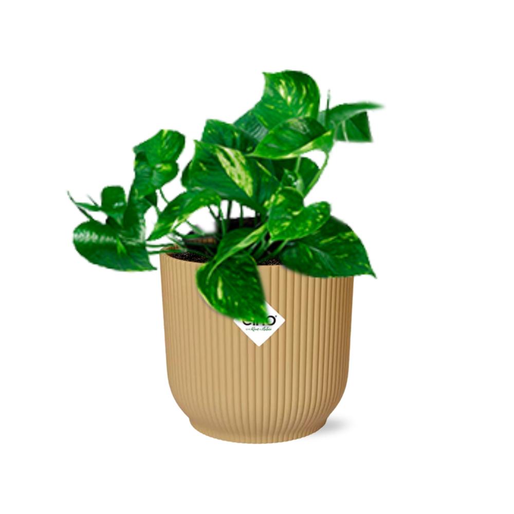 Epipremnum Pinnatum 'Aureum' in ELHO Vibes Fold 14cm geel