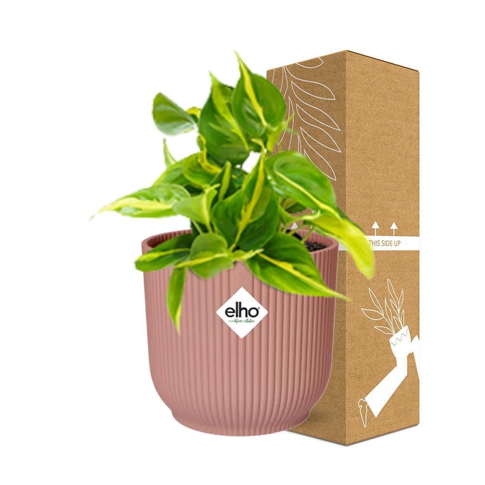 Philodendron Scandens 'Brasil' in ELHO Vibes Fold 14cm roze