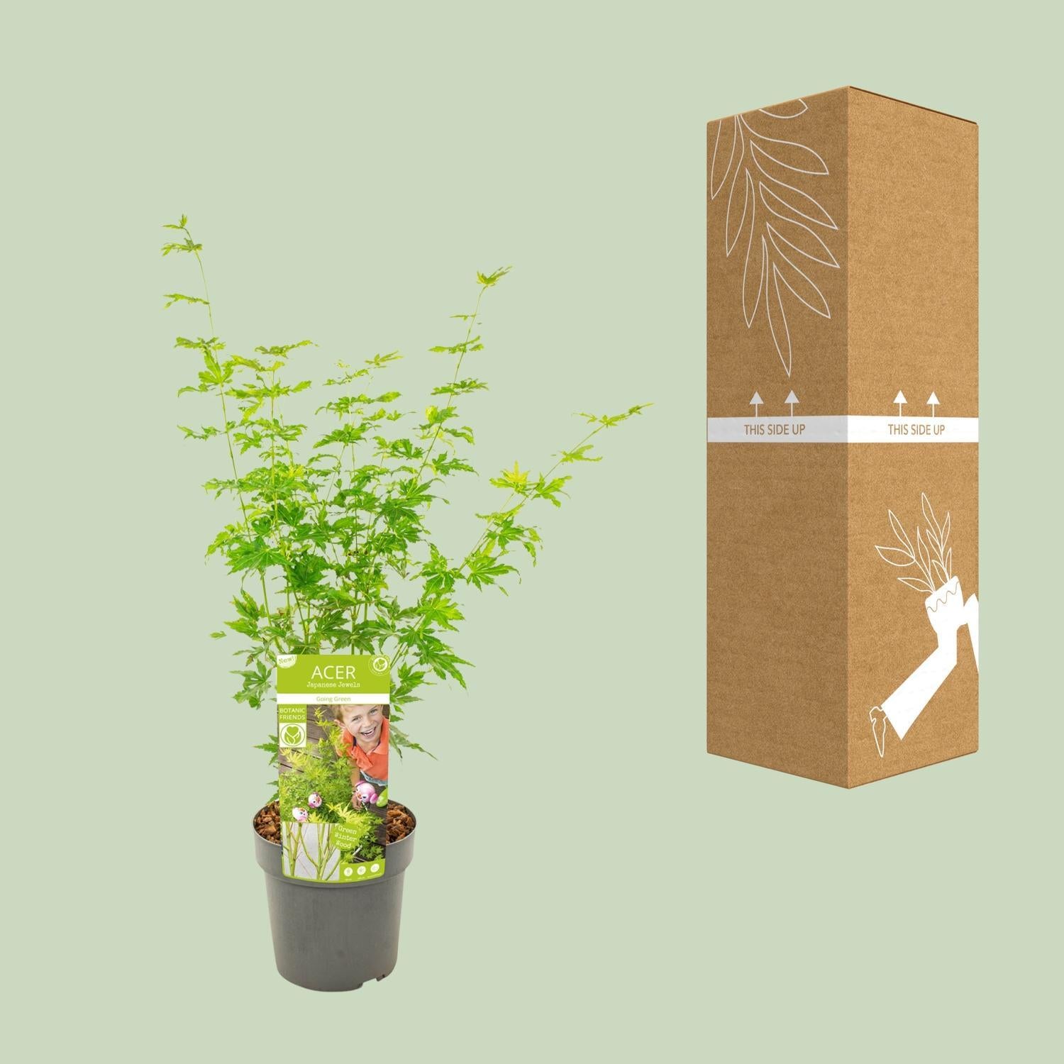 Acer palmatum Wordt Groen - Ø19 - ?50cm