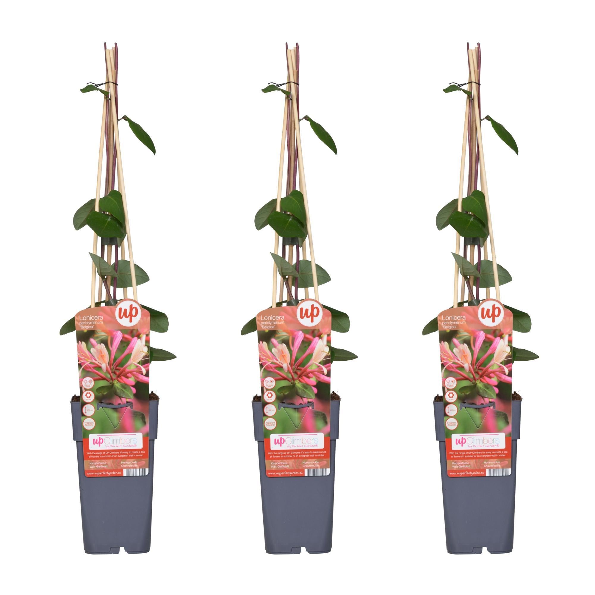 3x - Lonicera periclymenum 'Belgica' - ?65cm - Ø15