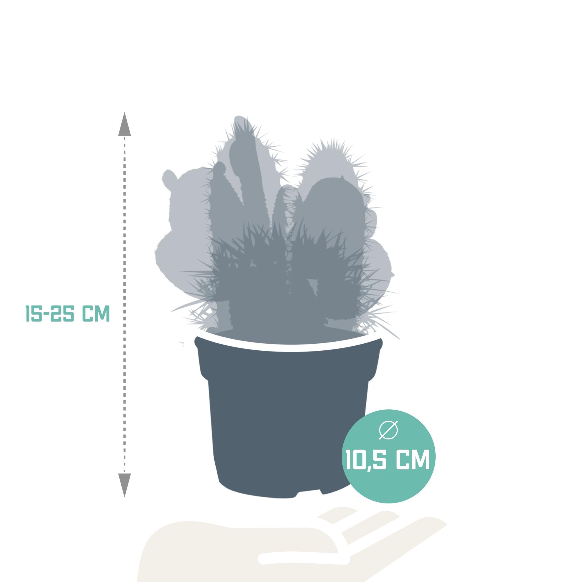 Cactusmix 10,5 cm - 3x - 12cm zonder pot