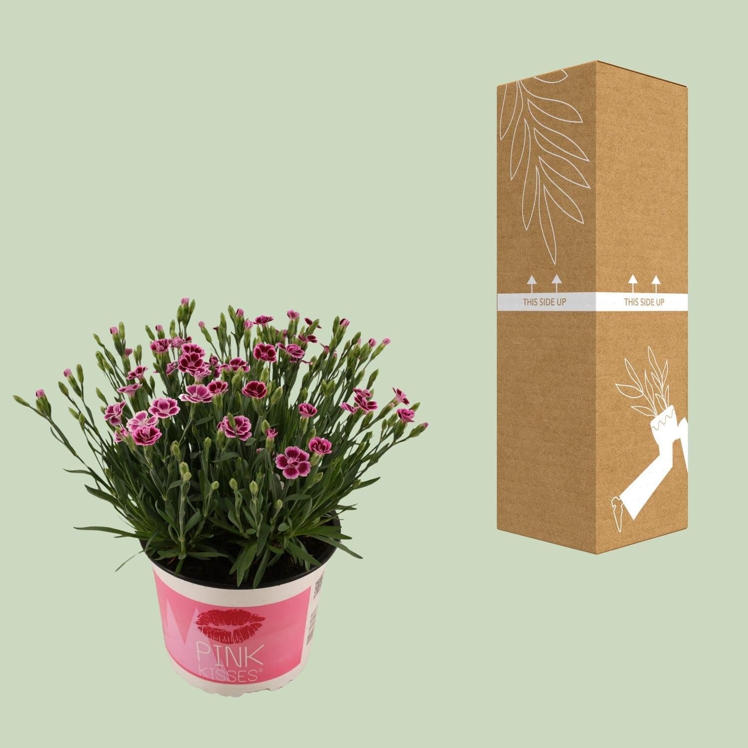 Dianthus Pink Kisses 17 CM © - Ø17cm - ↕40cm