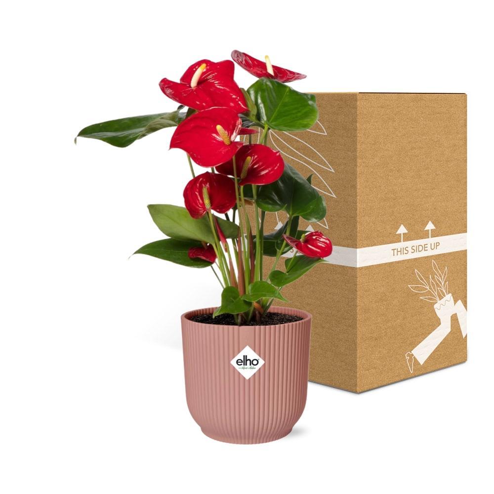 Anthurium Rot 12cm in ELHO Vibes Fold 14cm rosa