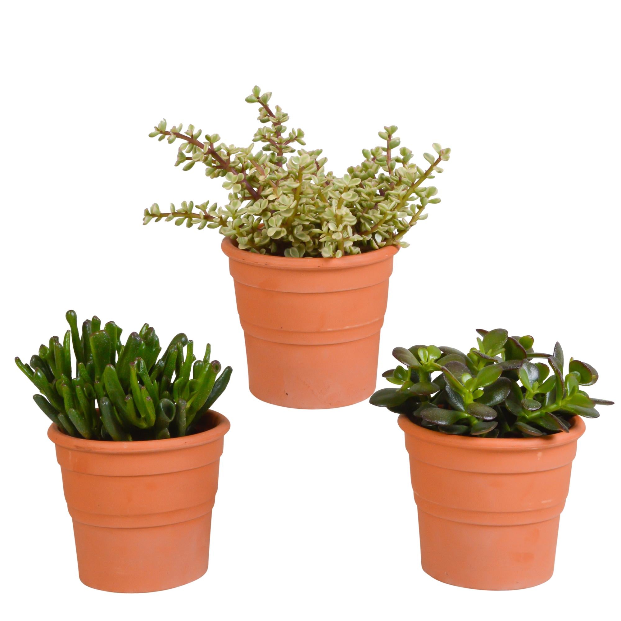 Crassula mix 10,5 cm - 3x - in terracotta pot