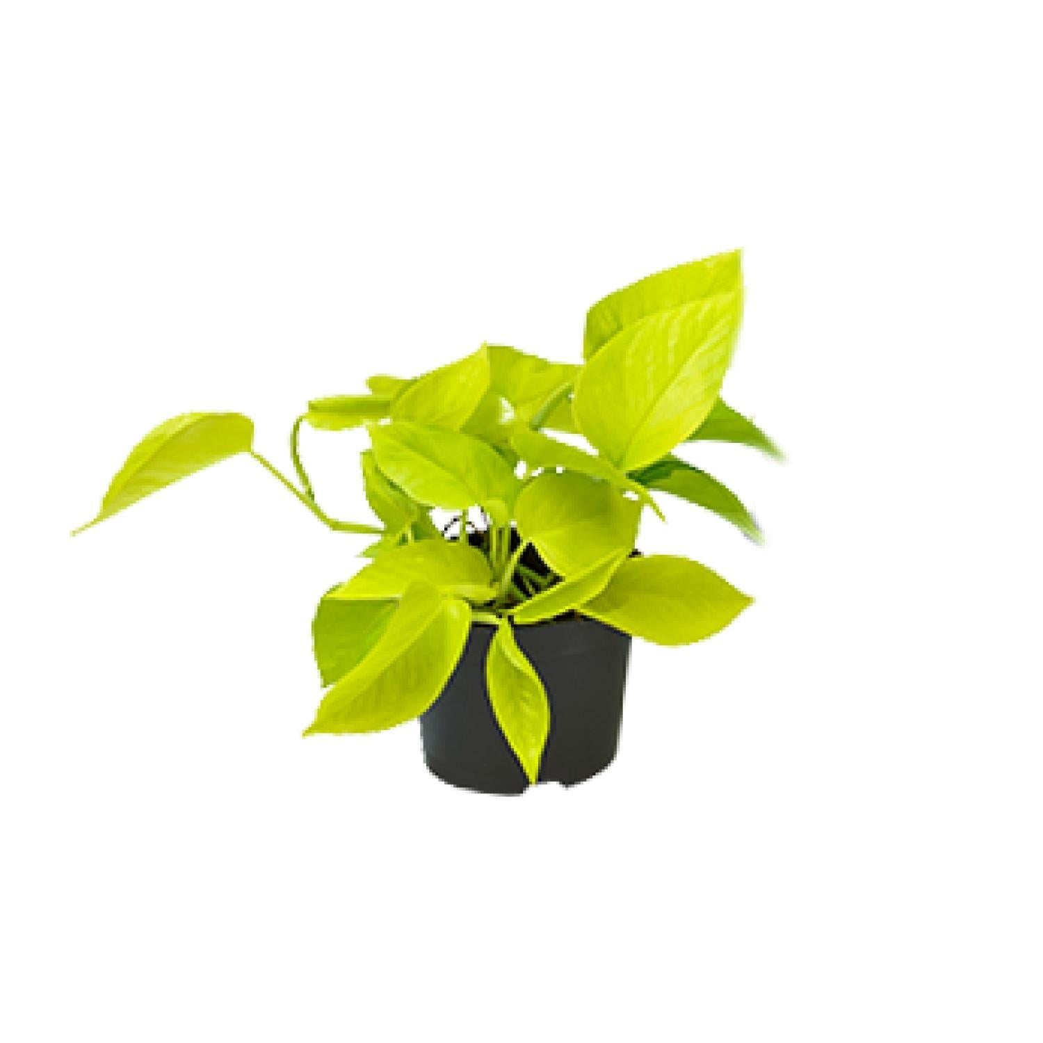 Epipremnum Gouden Pothos - Ø12 - ?15cm