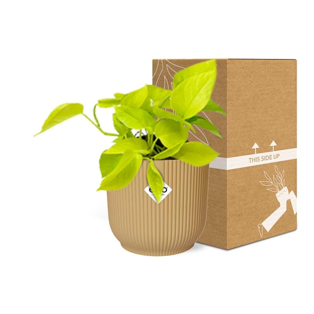 Epipremnum Pinnatum 'Golden Pothos' in ELHO Vibes Fold 14cm geel