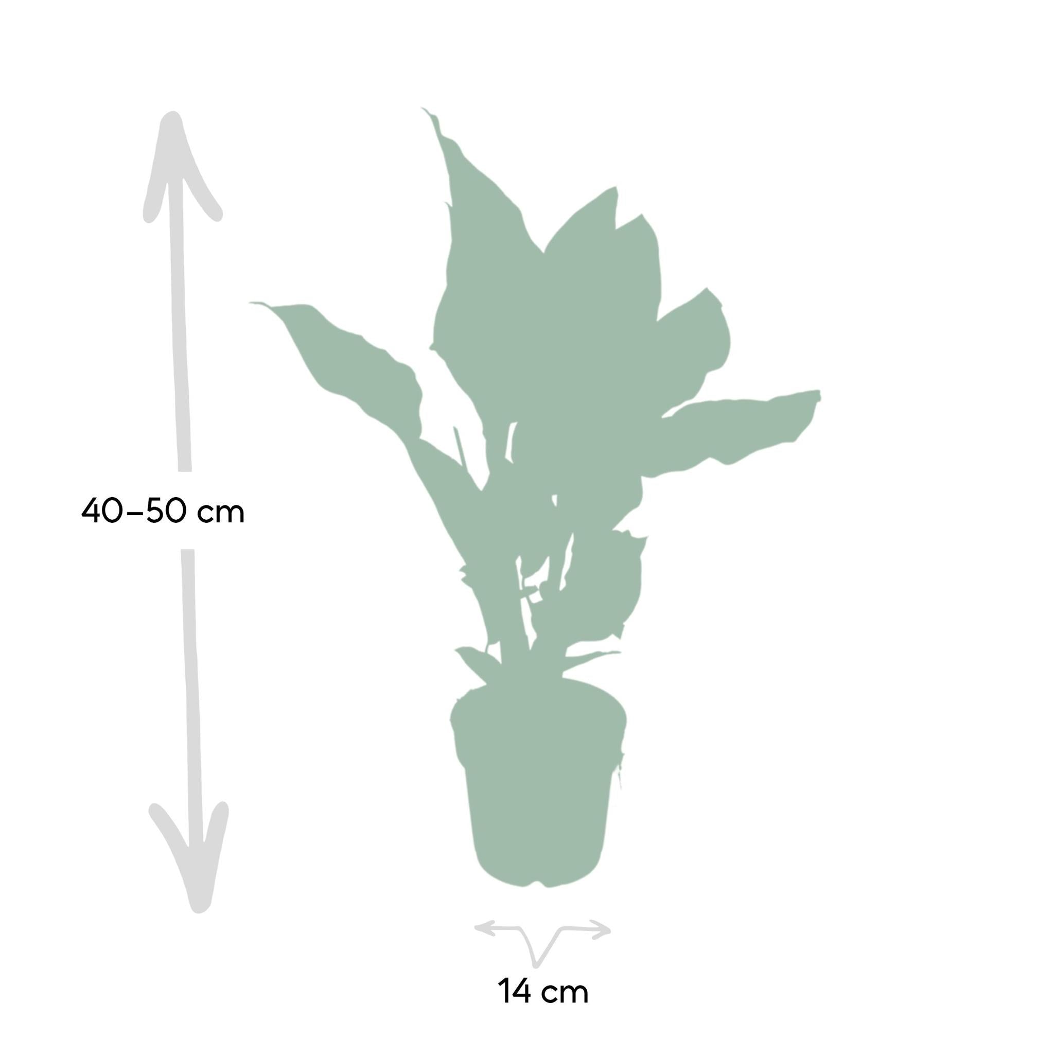 Calathea Ornata - Ø14 -?50cm