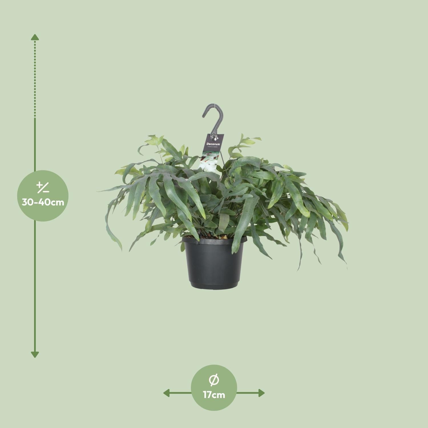 Phlebodium Aureum Blauwe Ster - Ø17cm - ↕50cm