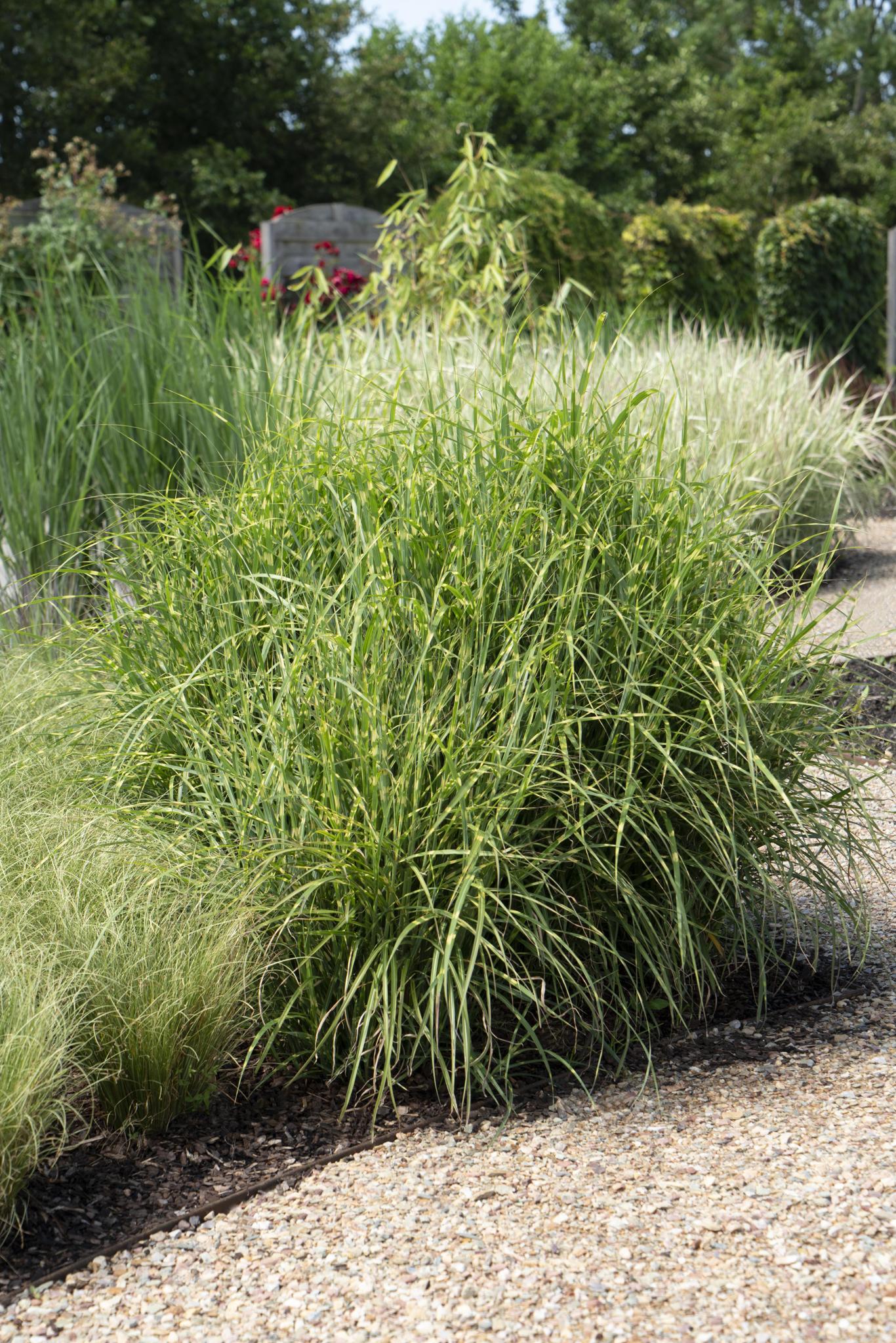 Miscanthus sinensis Strictus - Ø23 - ?60cm