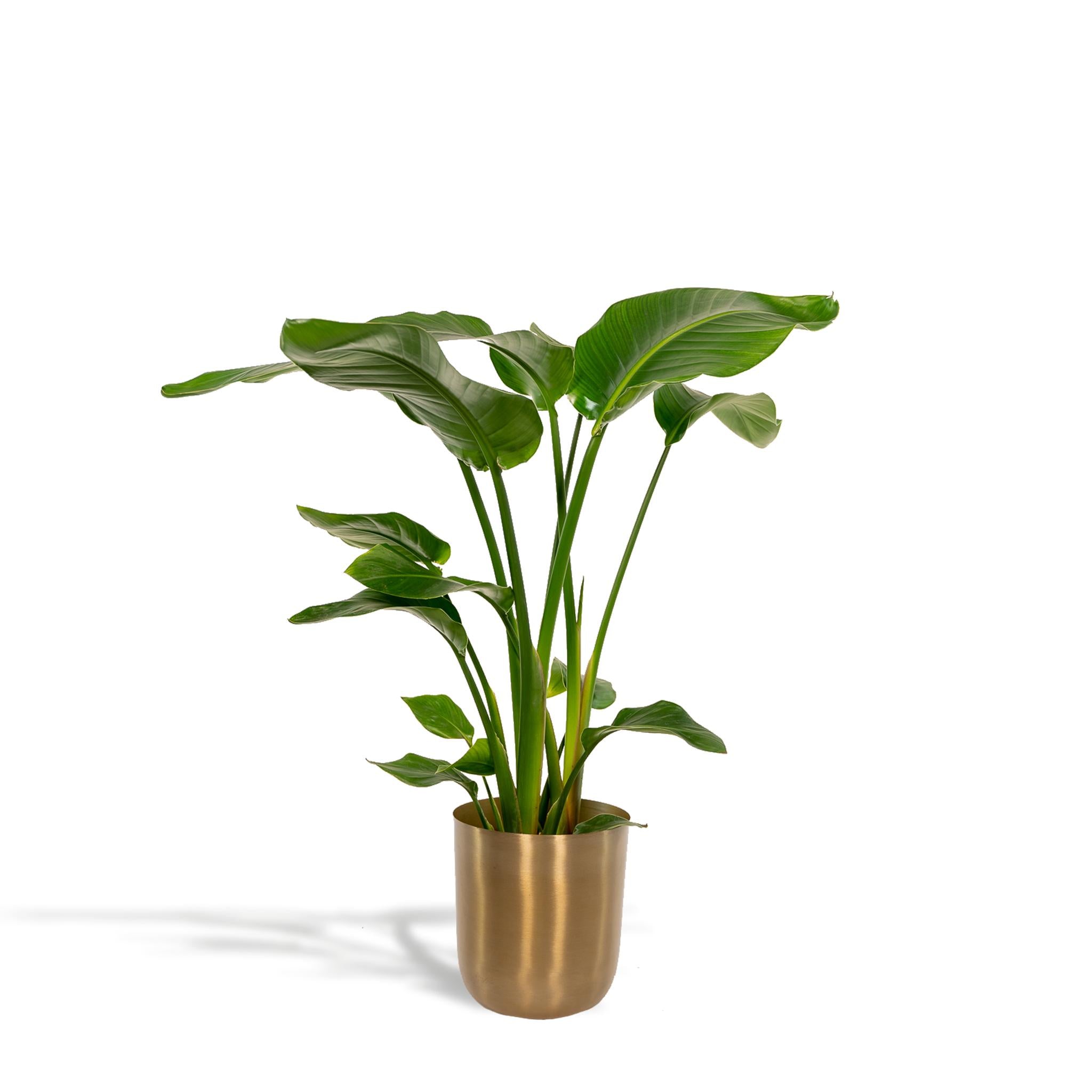 Strelitzia Nicolai - Ø19cm - ↕90cm + Pot Mayk Goud