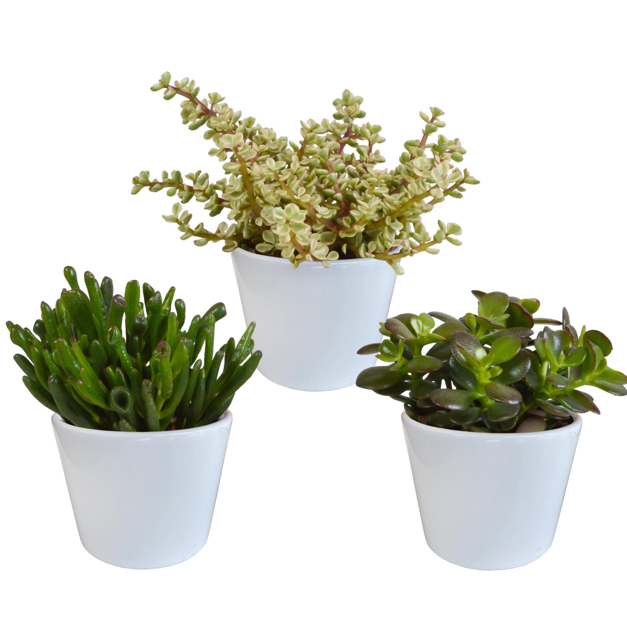 Crassula mix 10,5 cm - 3x - in witte pot