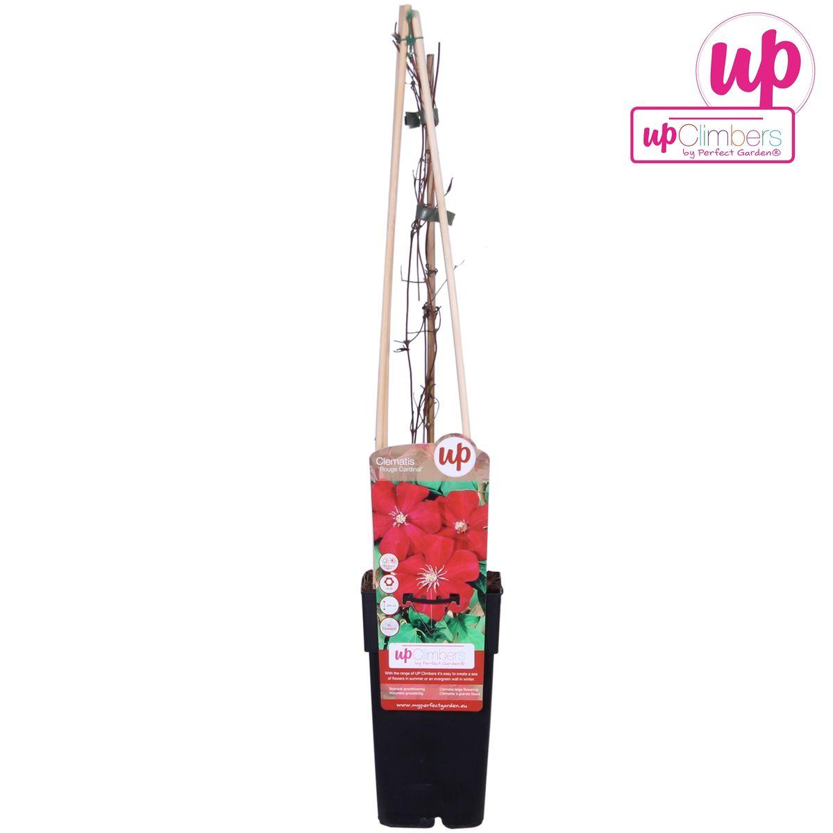 Clematis Rouge Cardinal - Clematis Rood