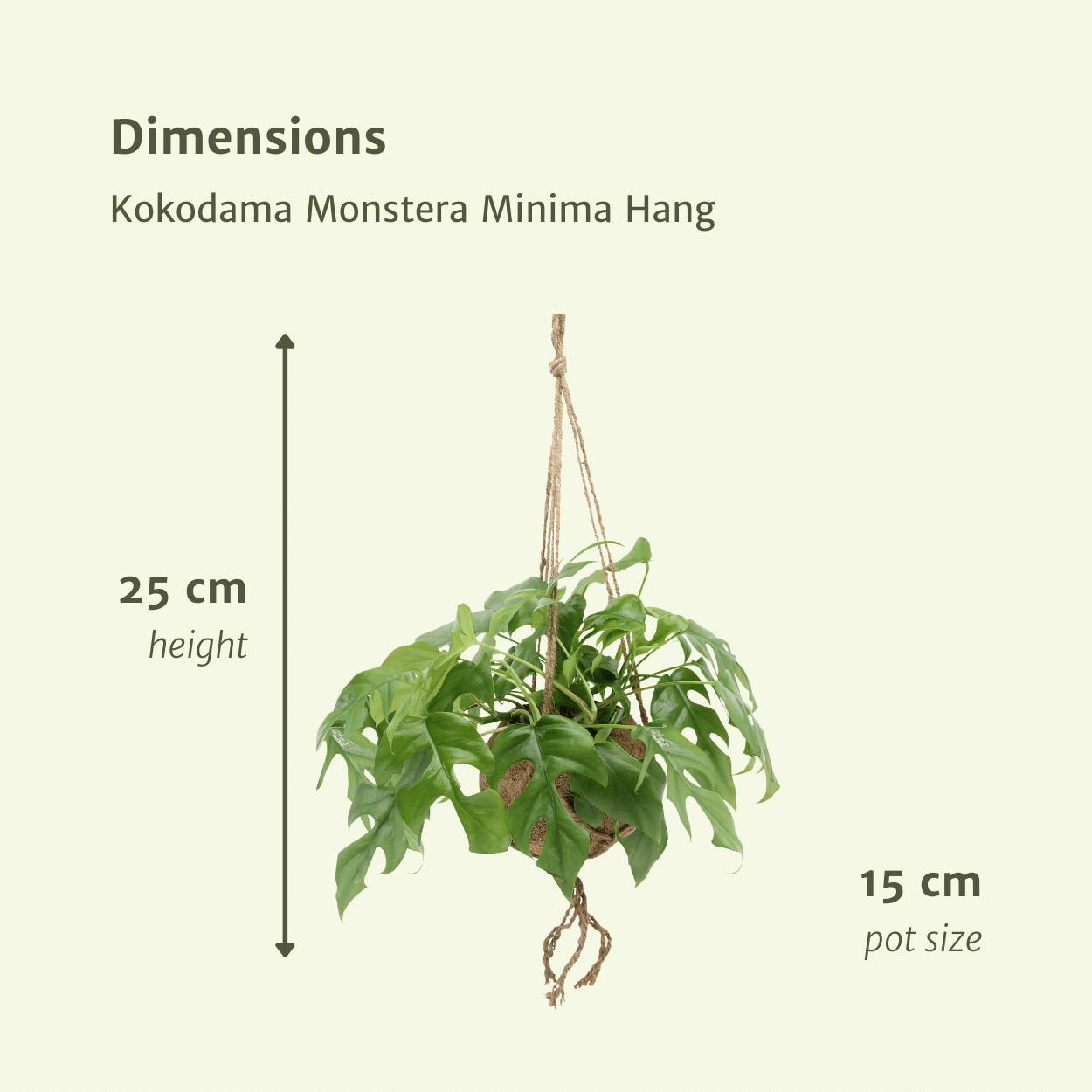 Kokodama Monstera Minima Hang (Gartenpflanze) – 2 Stück – Ø15 cm – ↕25 cm