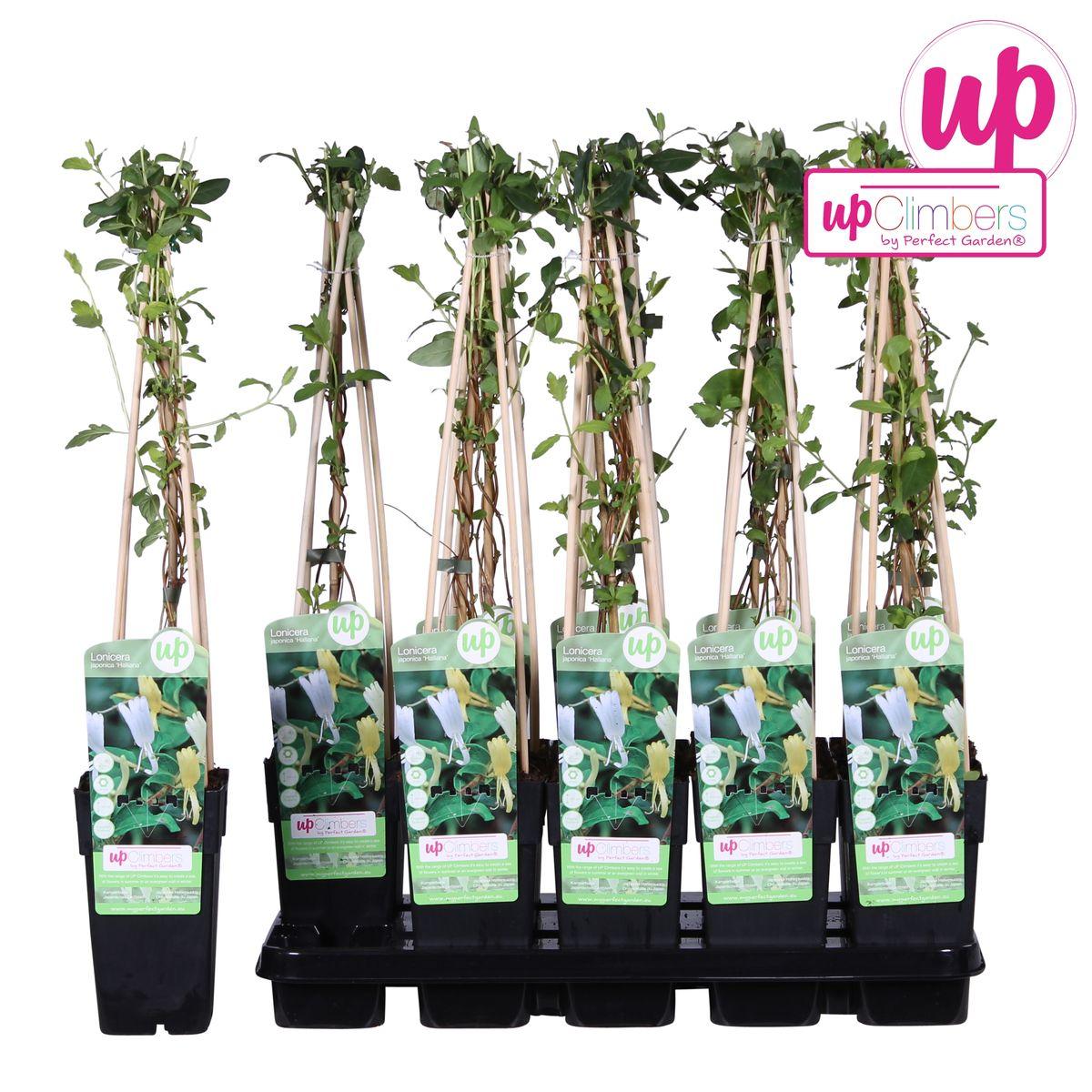 Lonicera japonica 'Halliana' - ?65cm - Ø15