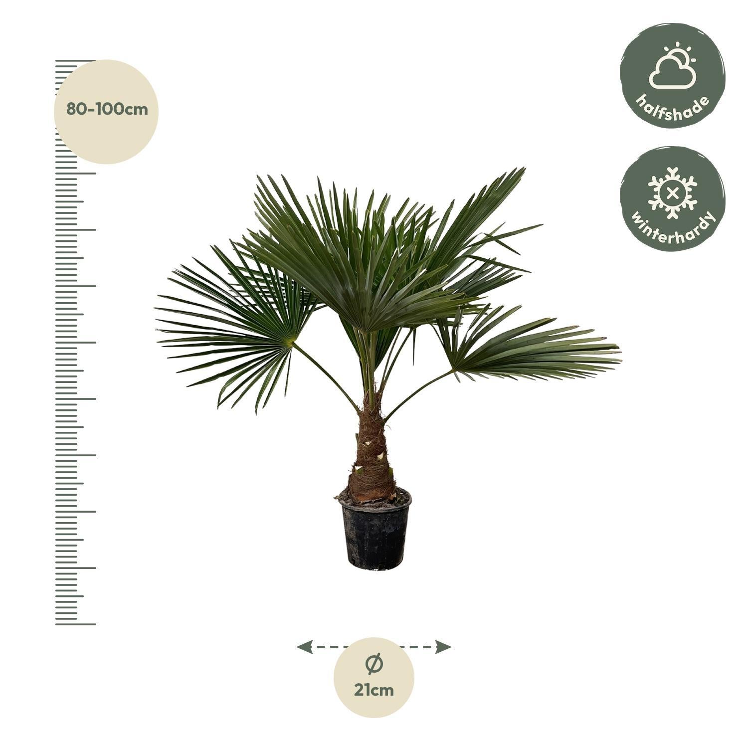 Trachycarpus - 100cm - Ø21