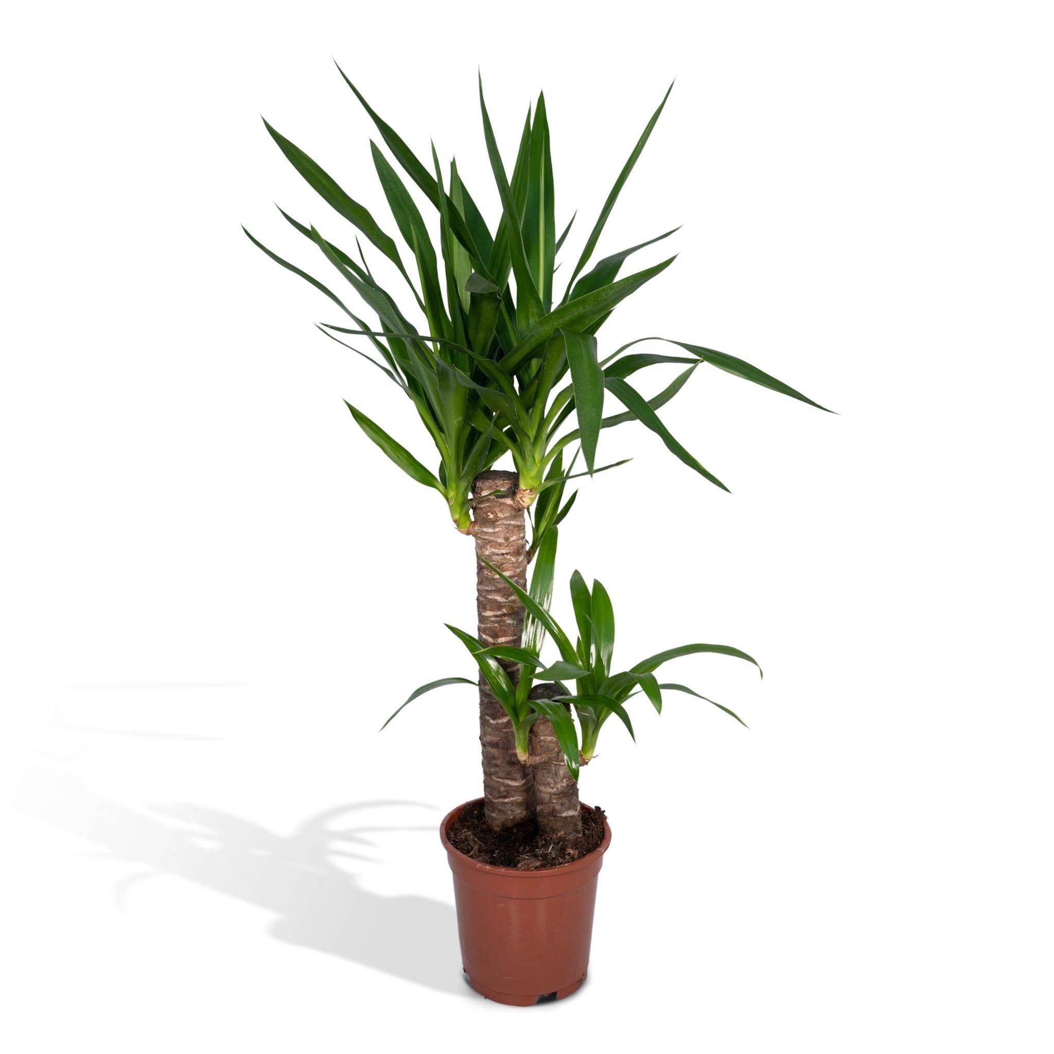 Yucca Olifantspoot - Ø17 - ?85cm