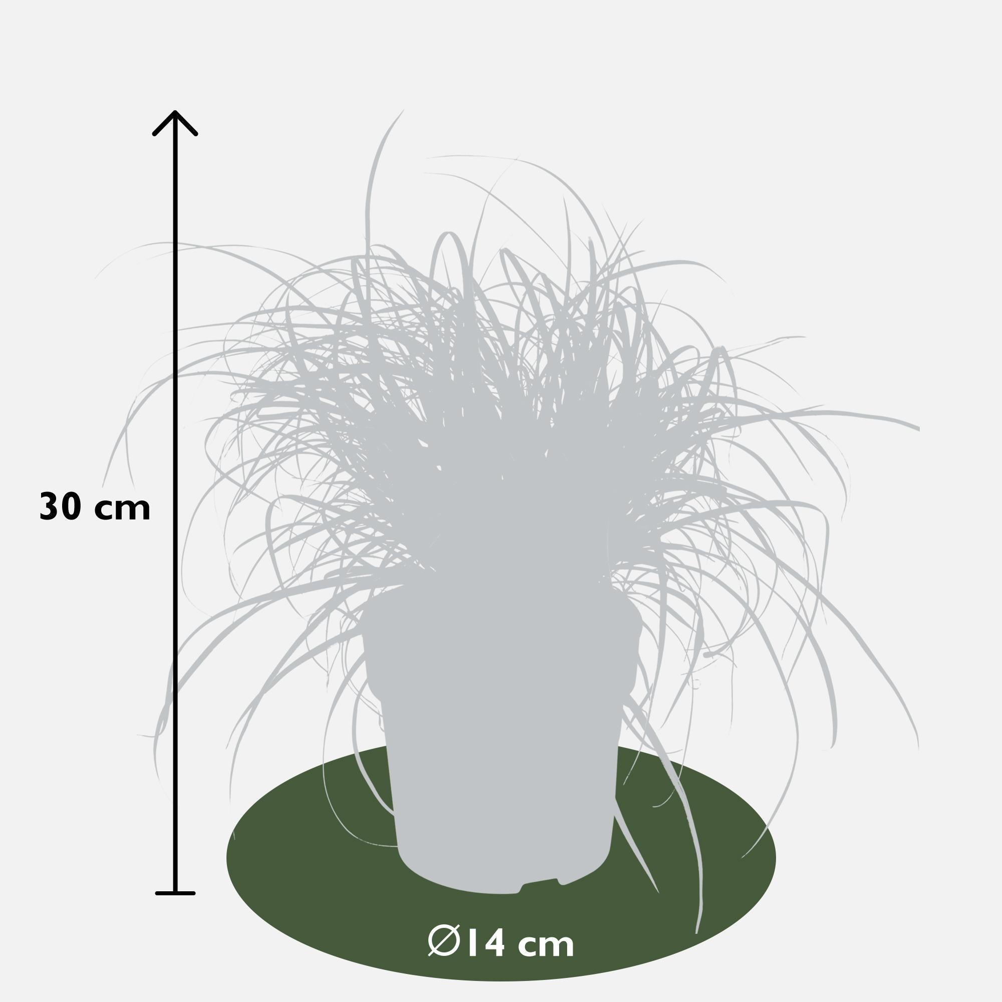 Uncinia rubra Everflame - Ø14 - ?30cm
