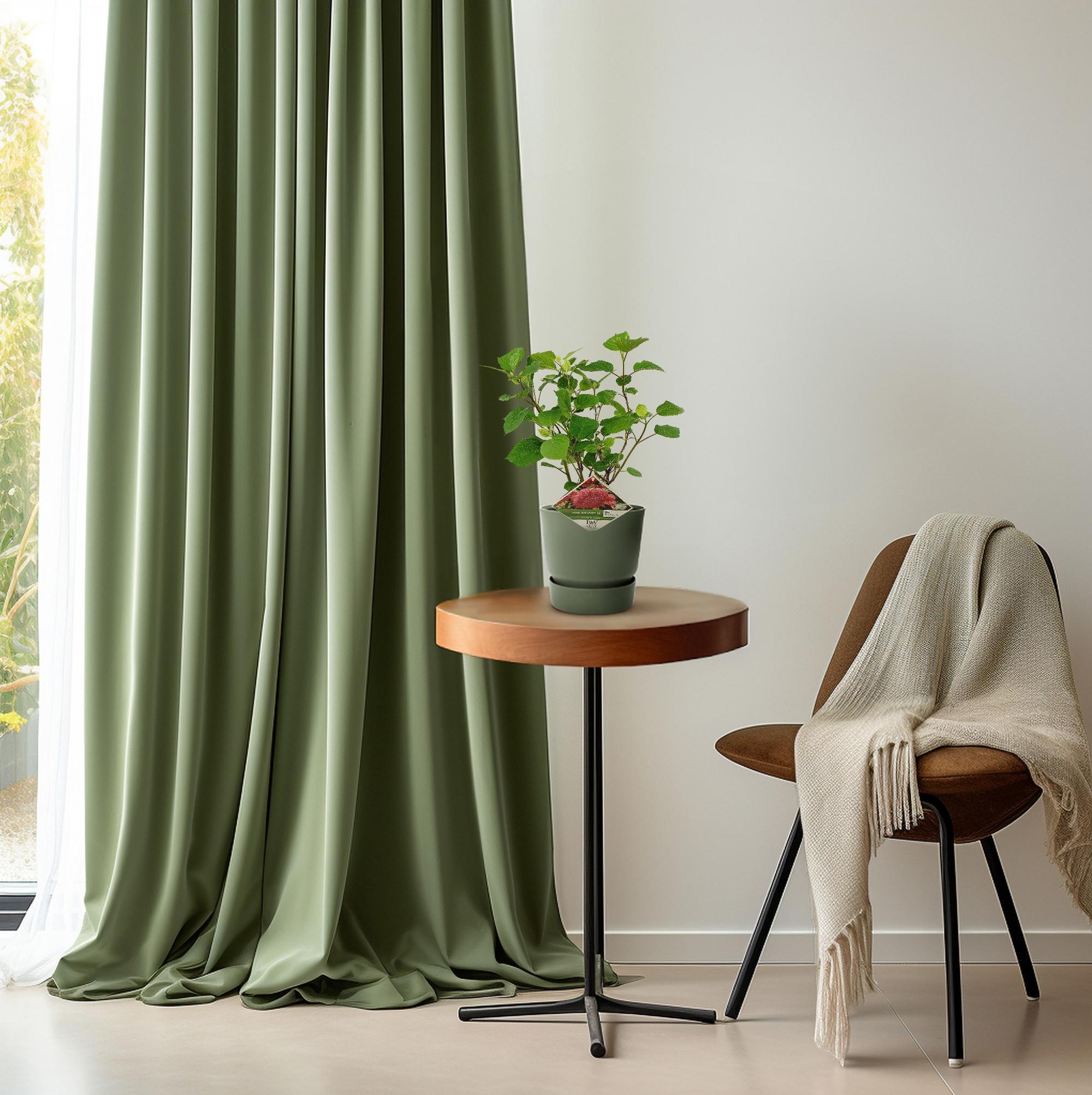 Hortensia arbo. 'Pink Annabelle'® - ?30cm - Ø19cm