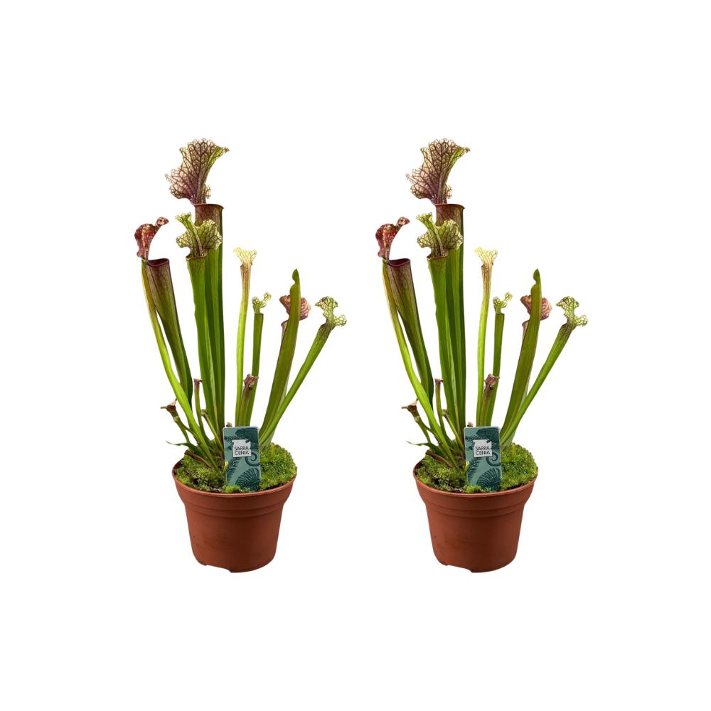 Sarracenia Judith Hindle - 2 stuks - Ø12cm - ↕30cm