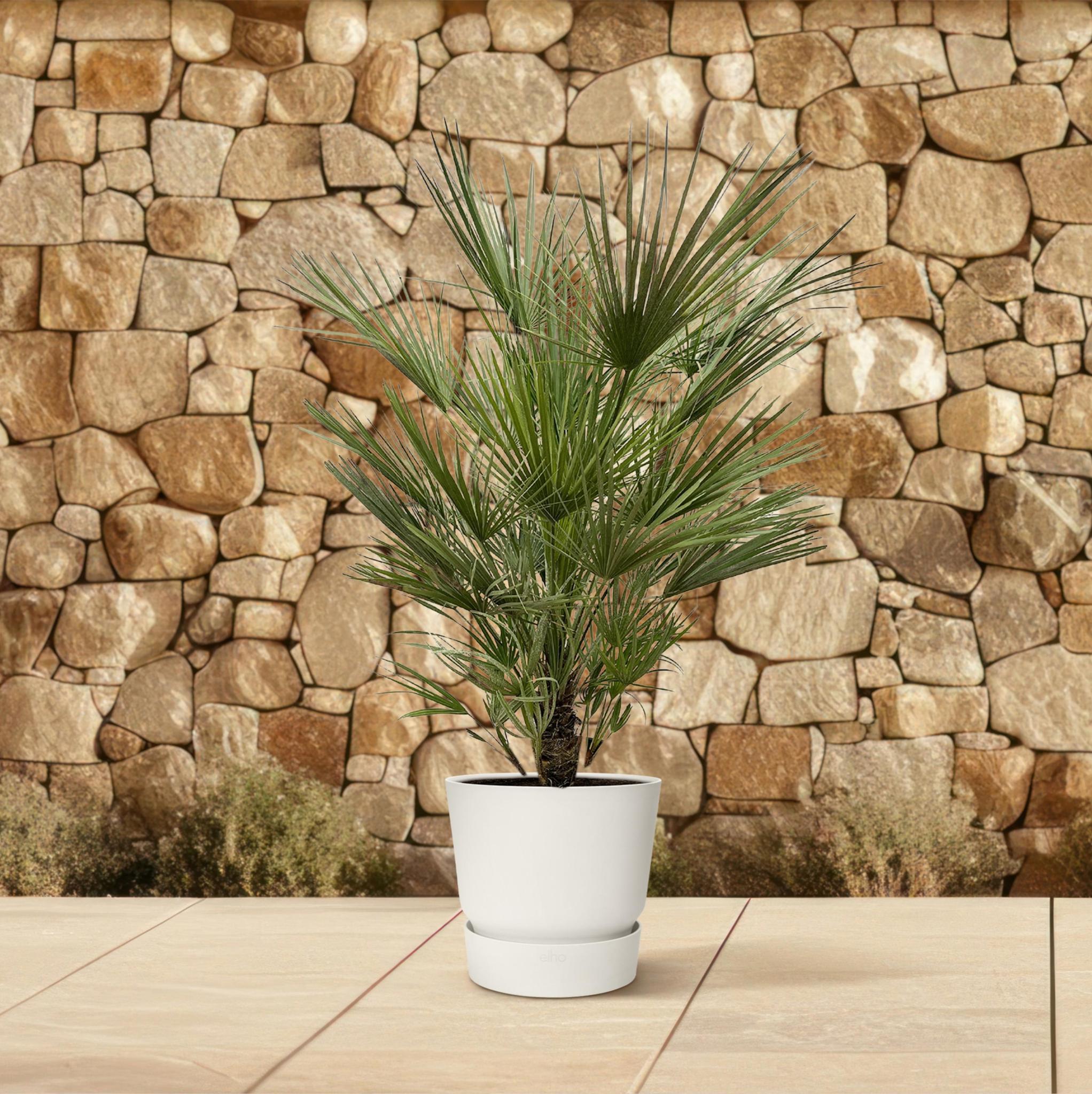Chamaerops Humilis struik - 150cm- ø30