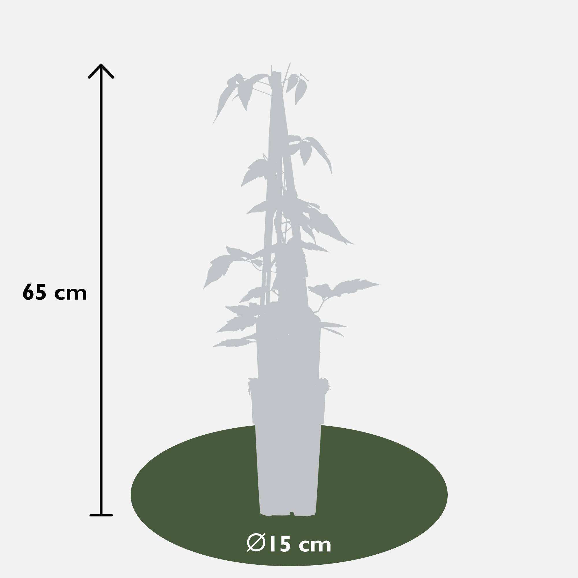 3x - Clematis Montana 'Fragrant Spring' - ?65cm - Ø15